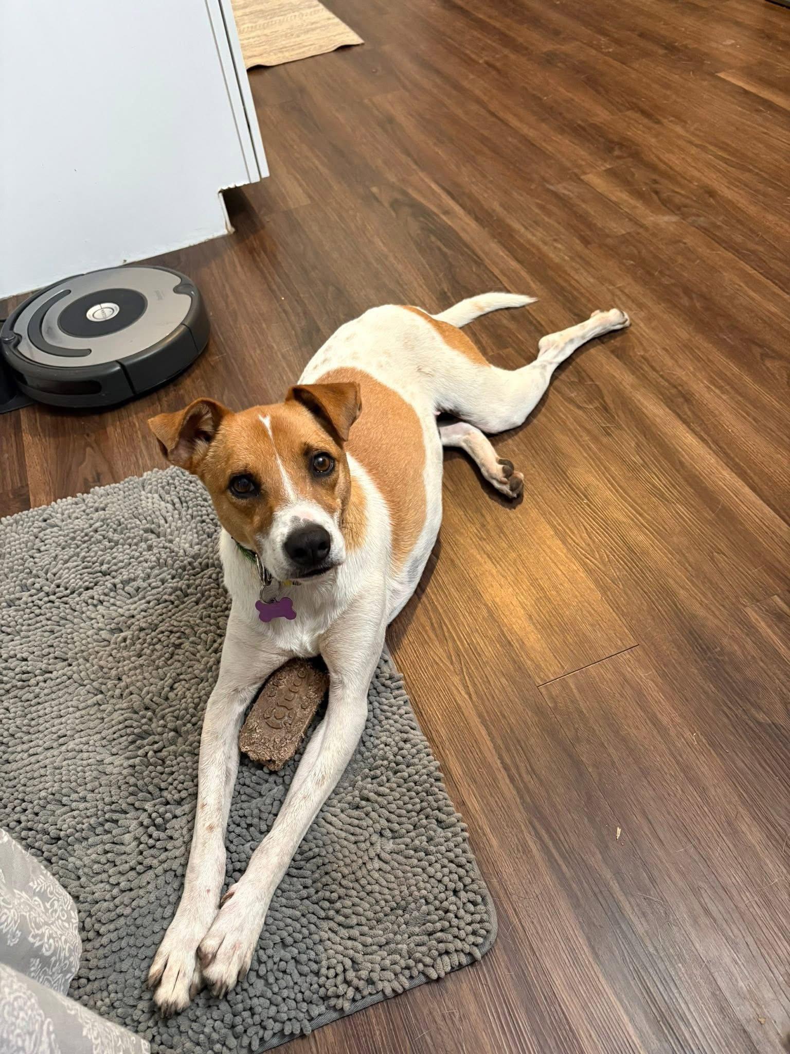 Scout, Adopted, Young Male Australian Cattle Dog / Blue Heeler.