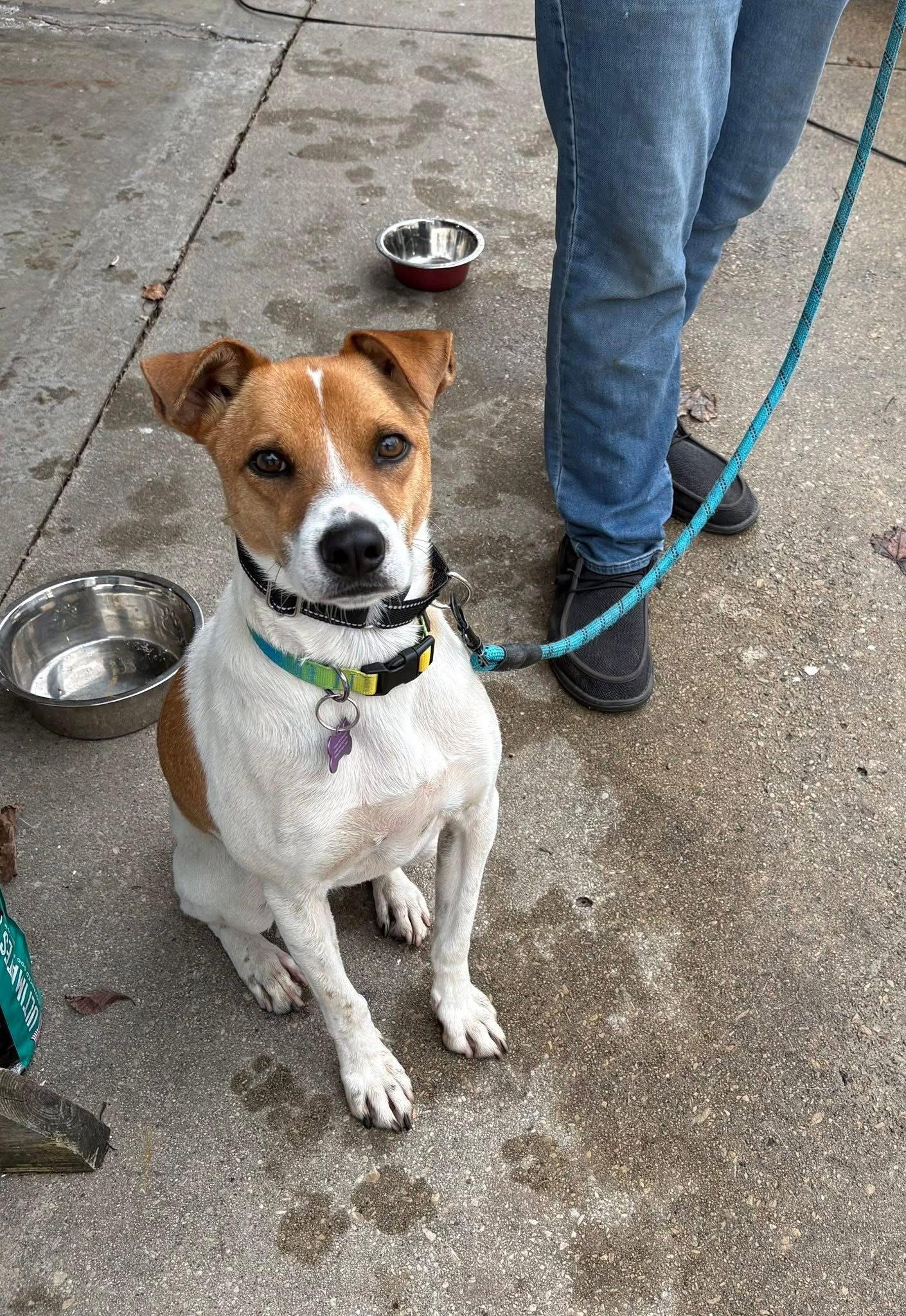 Enlarge Scout, a Adopted Australian Cattle Dog / Blue Heeler in New London, WI image 3/3