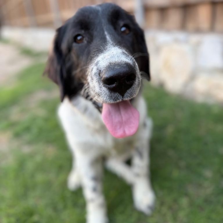 Cora, adopted, Adult Female Border Collie.