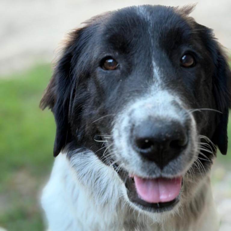 Enlarge Cora, an adopted mixed breed in Dallas, TX image 3/3