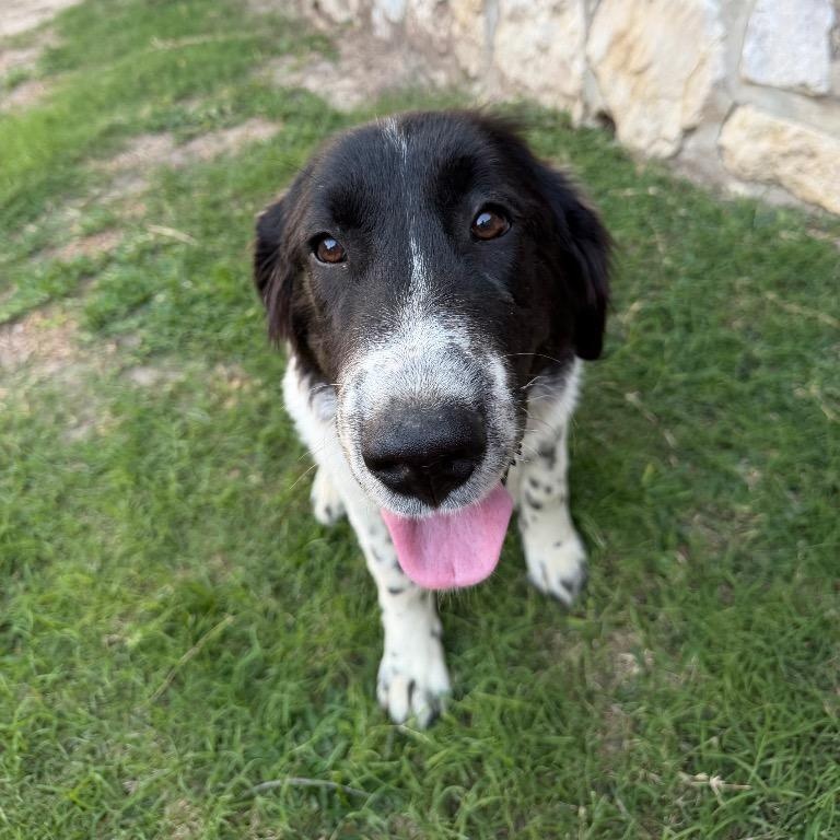 Enlarge Cora, an adopted mixed breed in Dallas, TX image 2/3