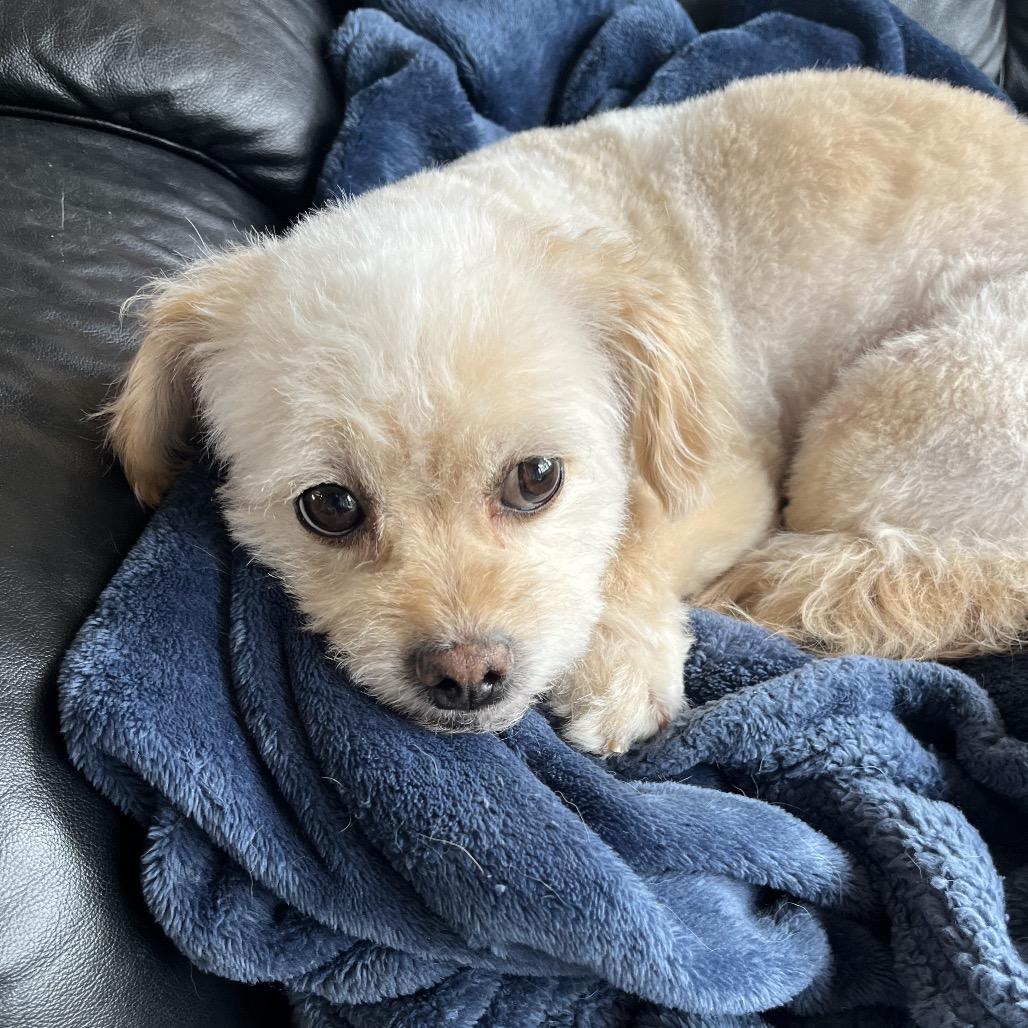 Buddy, Adoptable, Adult Male Havanese.
