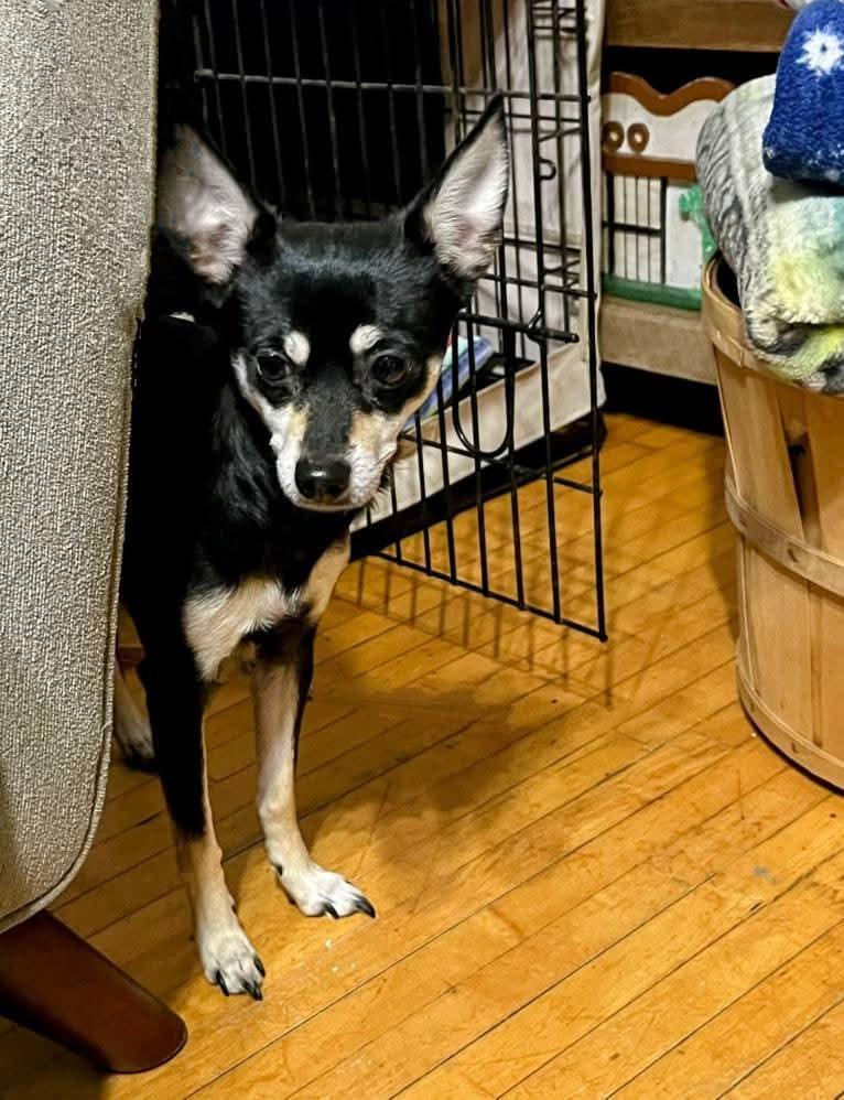 Enlarge Heidee, a Adoptable mixed breed in Sawyer, ND image 3/4