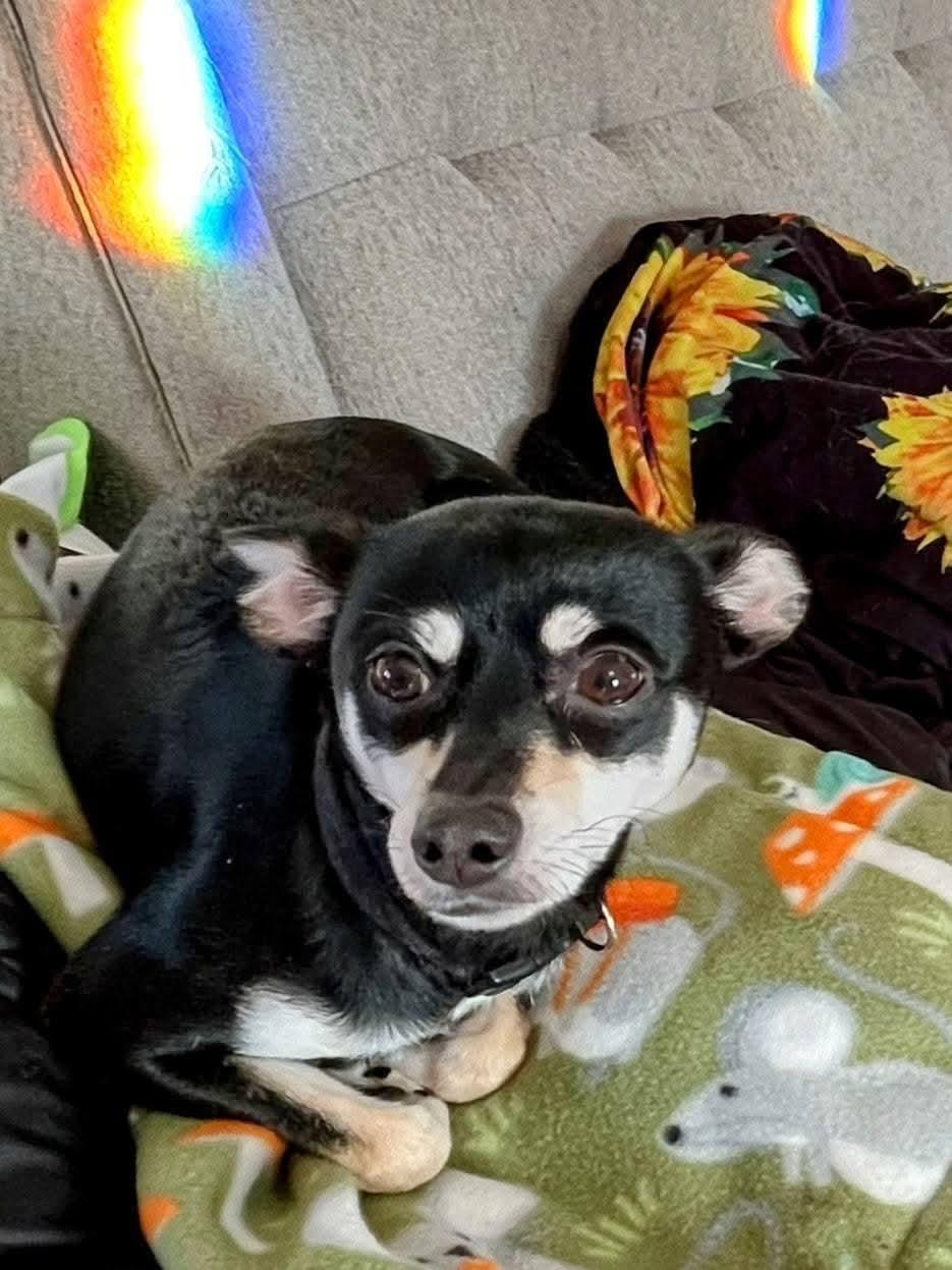 Enlarge Heidee, a Adoptable mixed breed in Sawyer, ND image 2/4