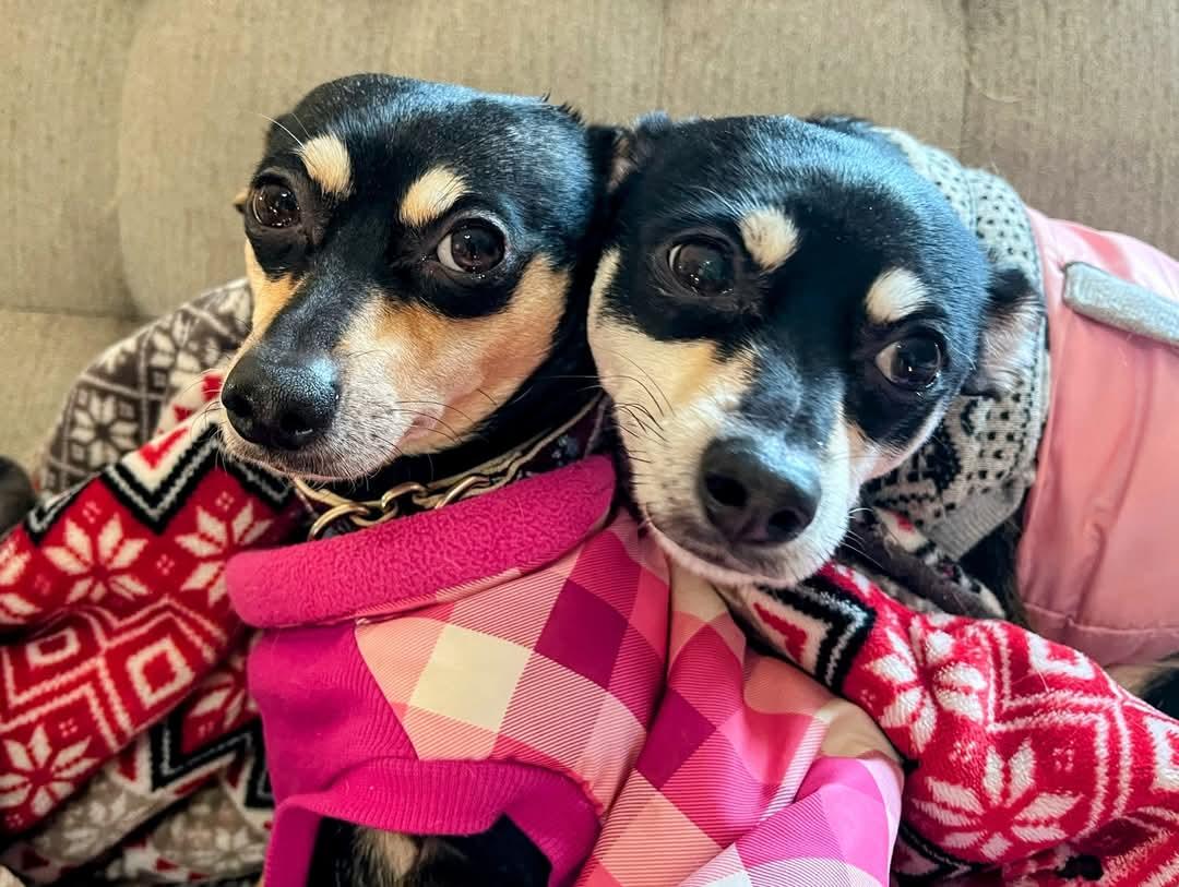 Enlarge Heidee, a Adoptable mixed breed in Sawyer, ND image 4/4