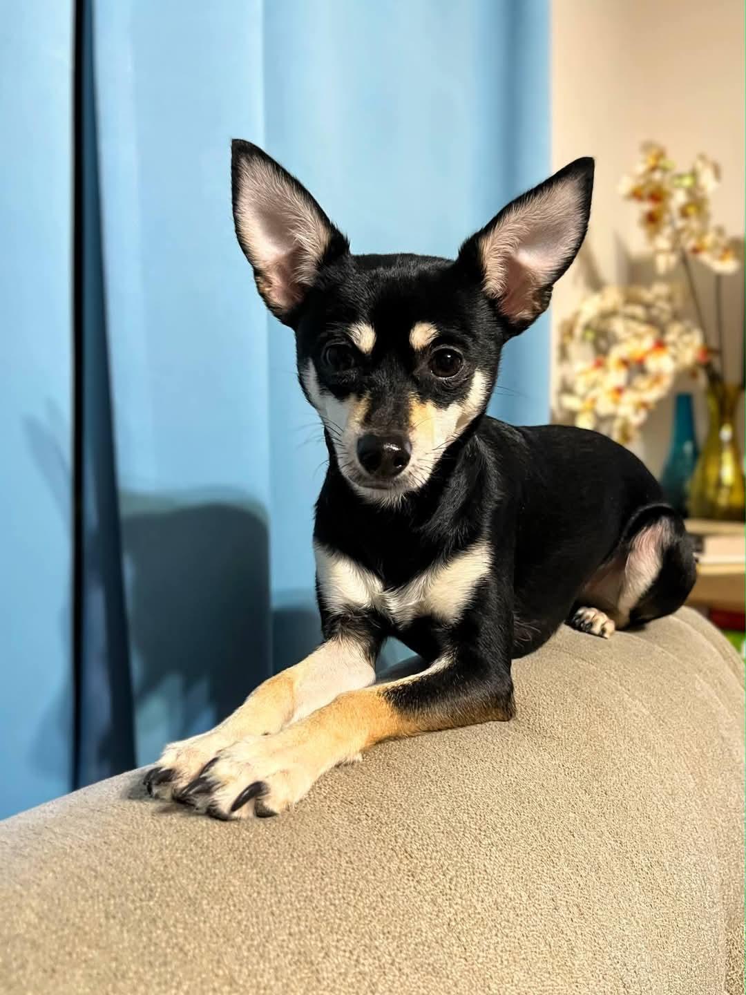 Heidee, Adoptable, Adult Female Chihuahua & Dachshund.