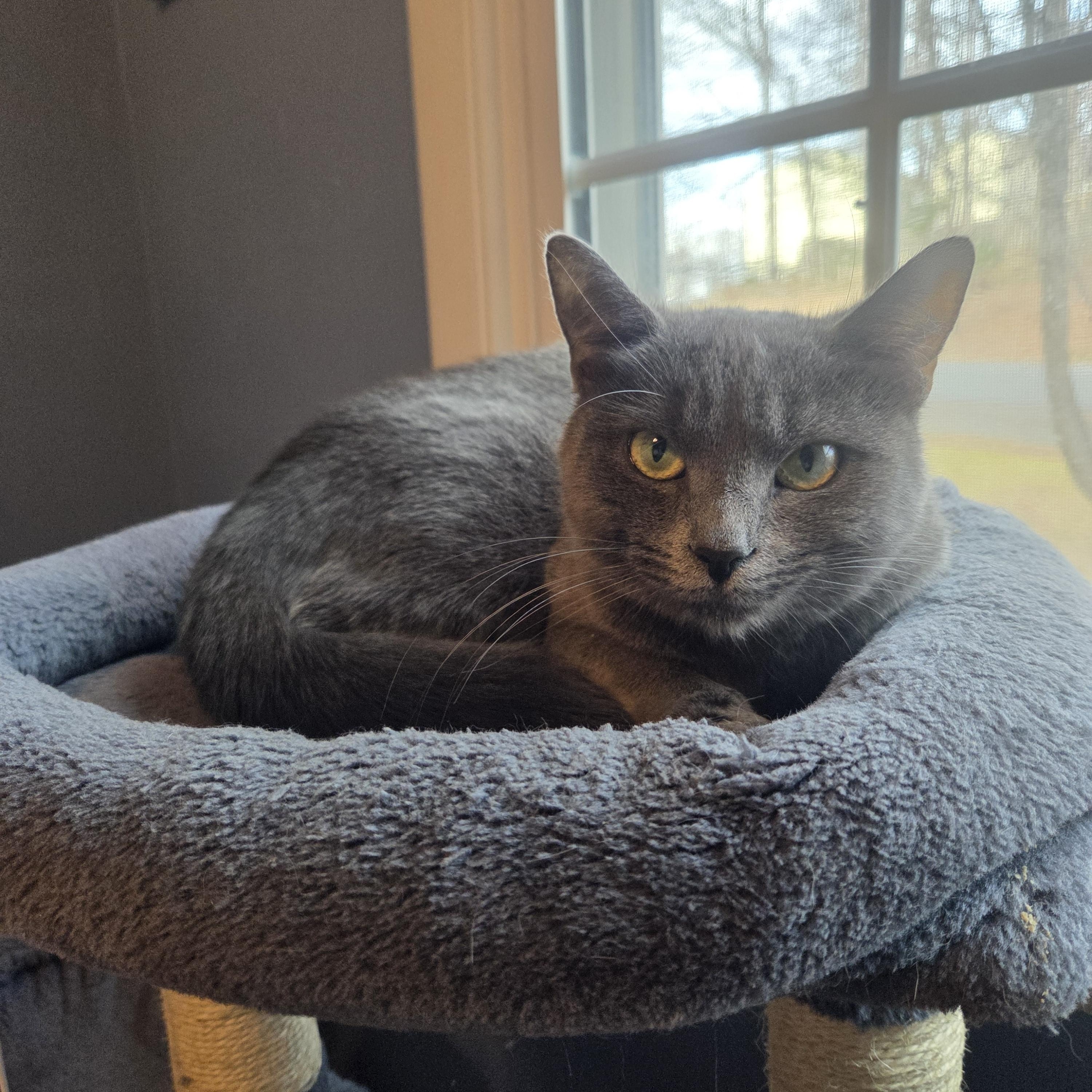 Florina (ID 49130/3793), adoptable, Young Female Domestic Short Hair.