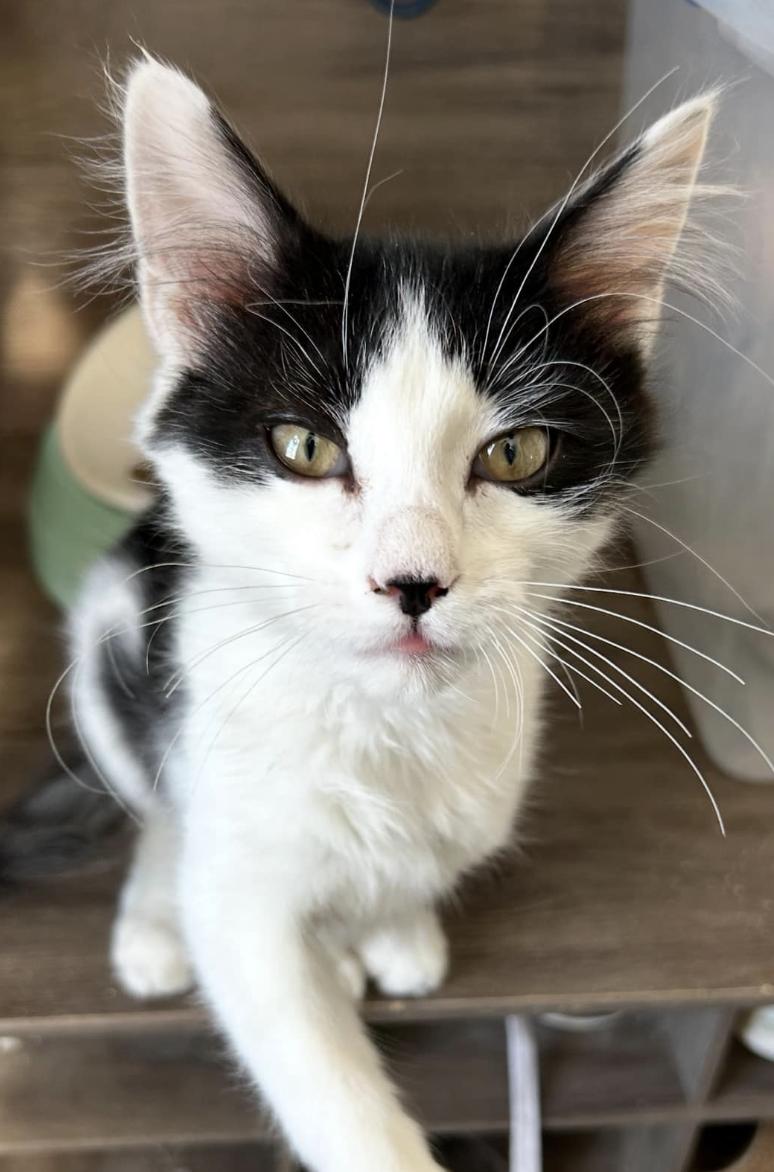 Murray, Adopted, Young Male Domestic Short Hair.