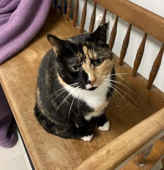 Enlarge Shyanne, an adoptable Domestic Short Hair in Queenstown, MD image 3/4