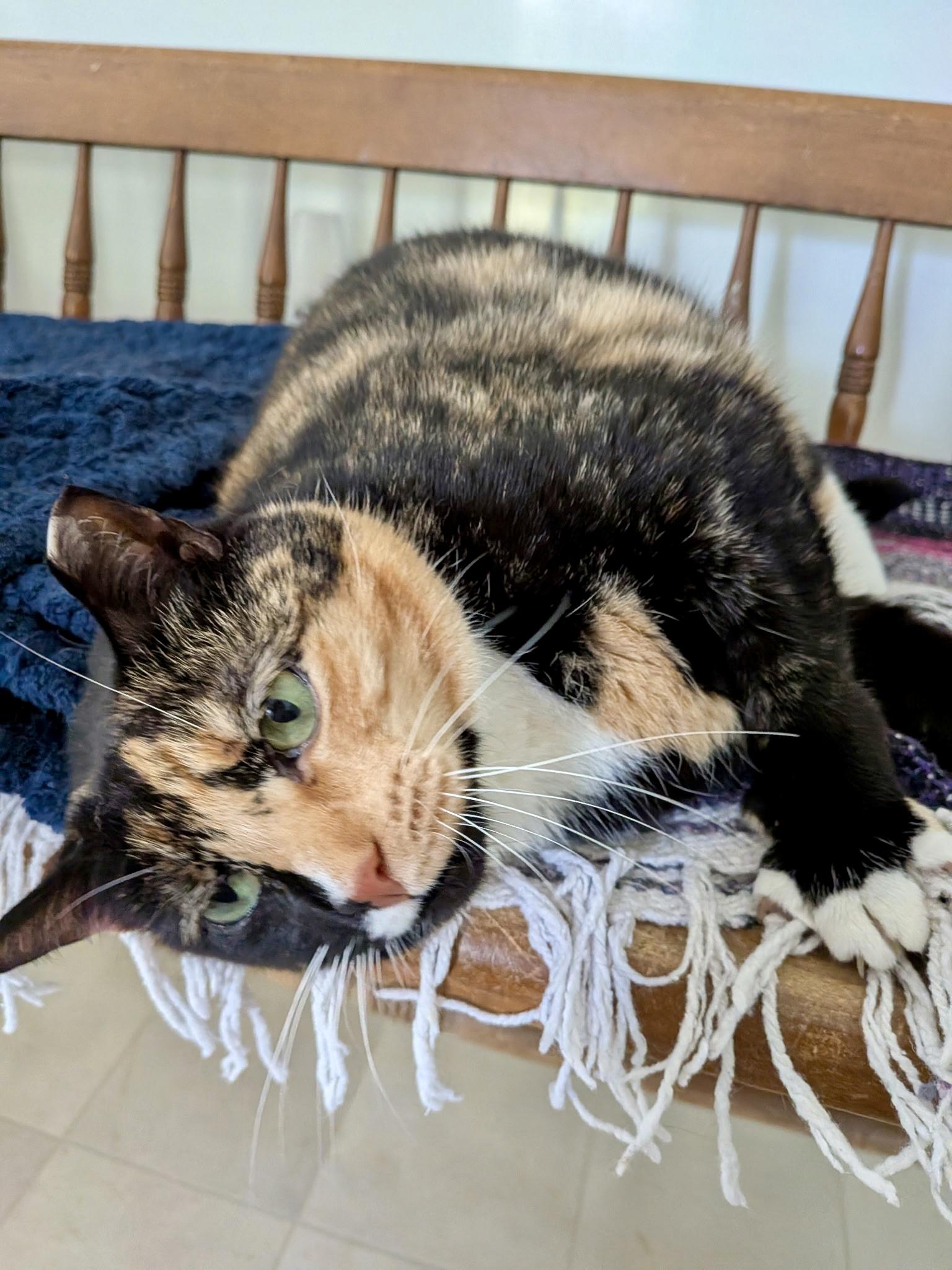Shyanne, adoptable, Adult Female Domestic Short Hair.