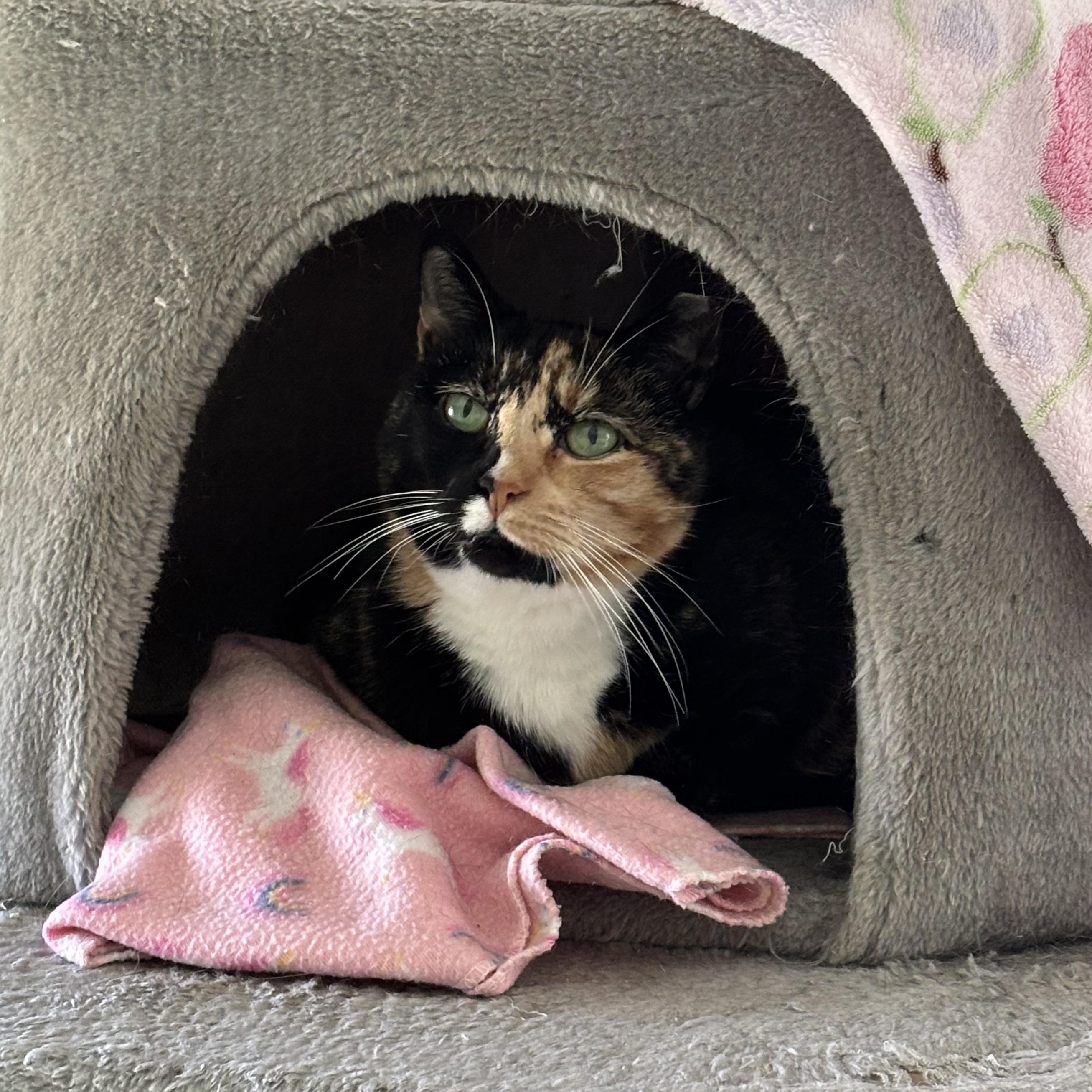 Enlarge Shyanne, an adoptable Domestic Short Hair in Queenstown, MD image 4/4