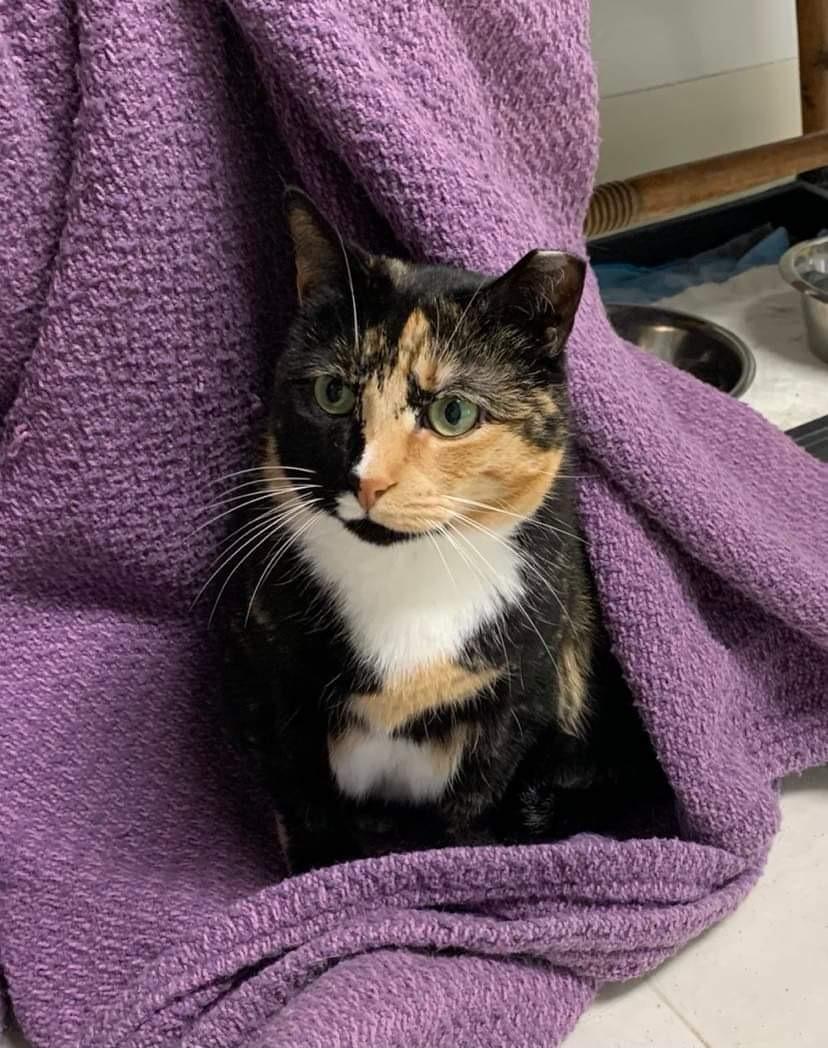 Enlarge Shyanne, an adoptable Domestic Short Hair in Queenstown, MD image 2/4