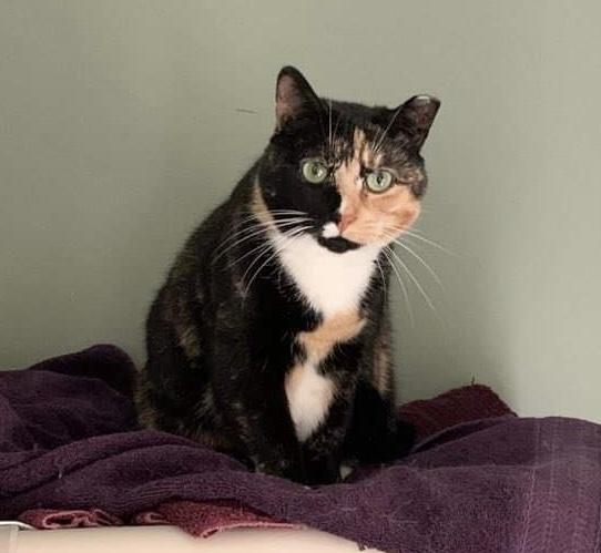 Enlarge Shyanne, an adoptable Domestic Short Hair in Queenstown, MD image 1/4