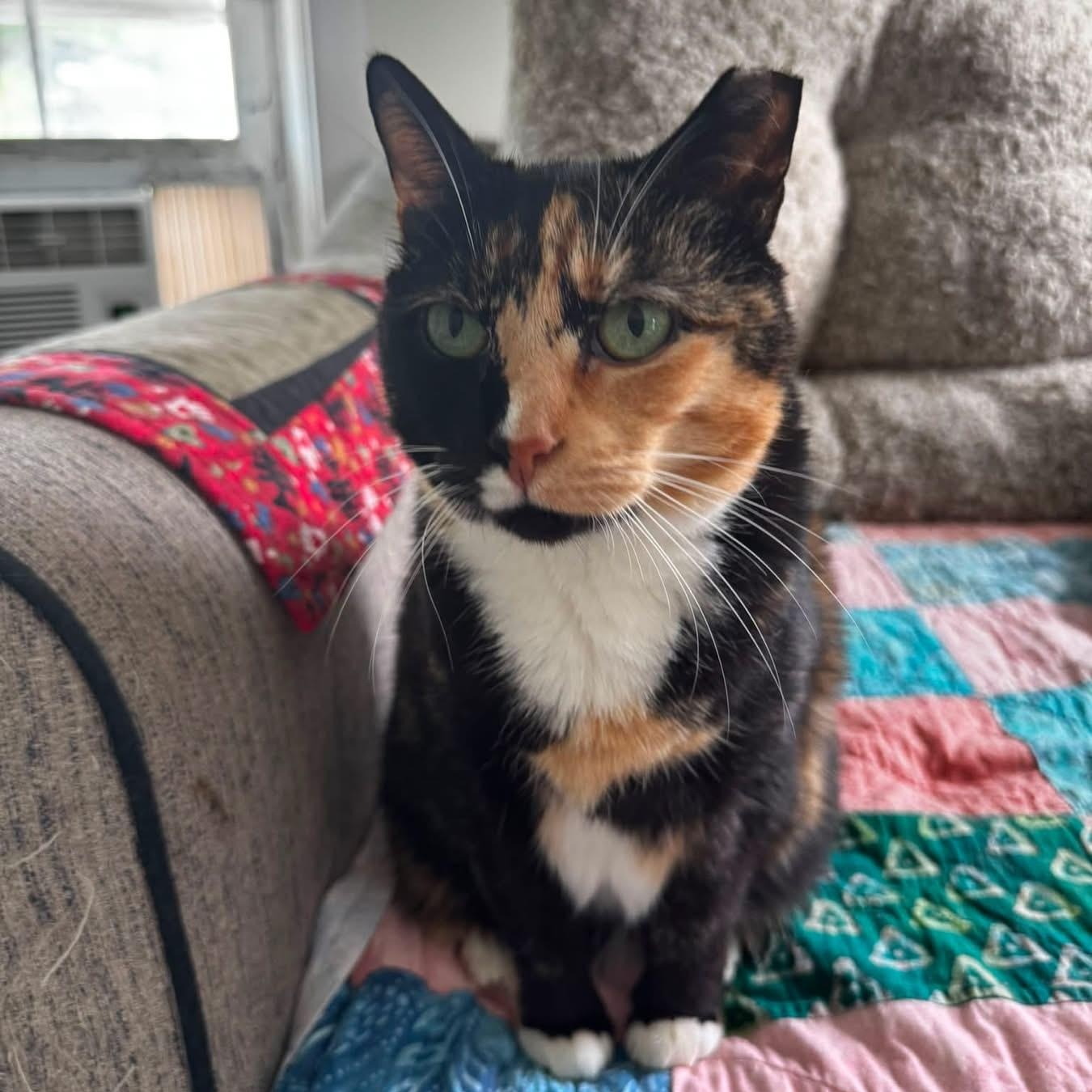 Shyanne, adoptable, Adult Female Domestic Short Hair.