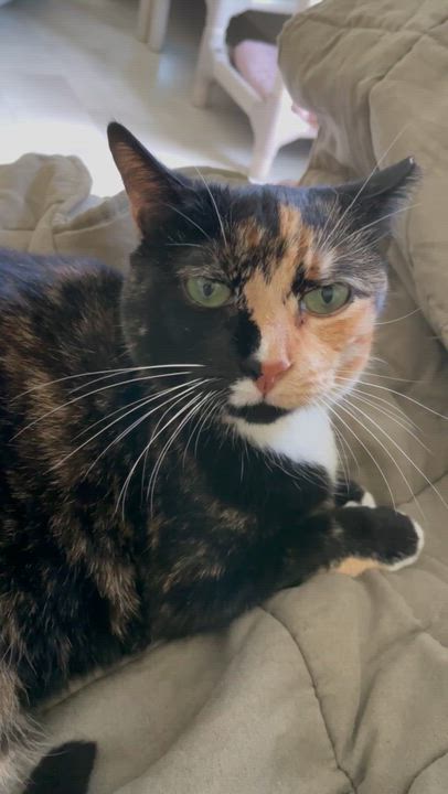 Enlarge Shyanne, an adoptable Domestic Short Hair in Queenstown, MD video 6/6