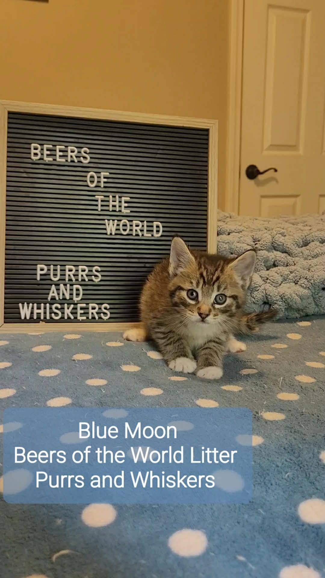 Enlarge Blue Moon, an adoptable Domestic Short Hair in New Hartford, NY image 1/1