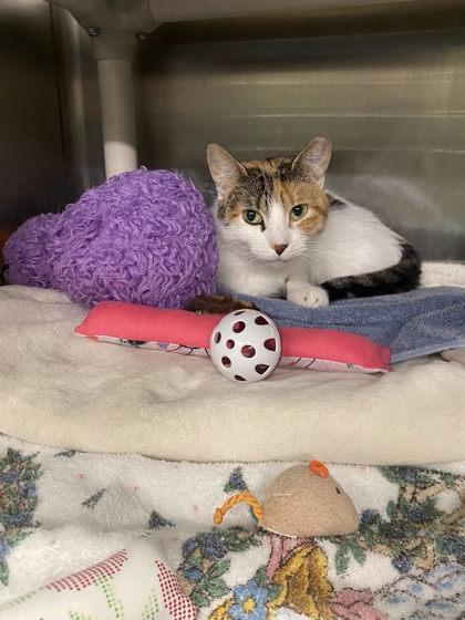 Asher, Adoptable, Adult Female Domestic Short Hair & Domestic Short Hair.