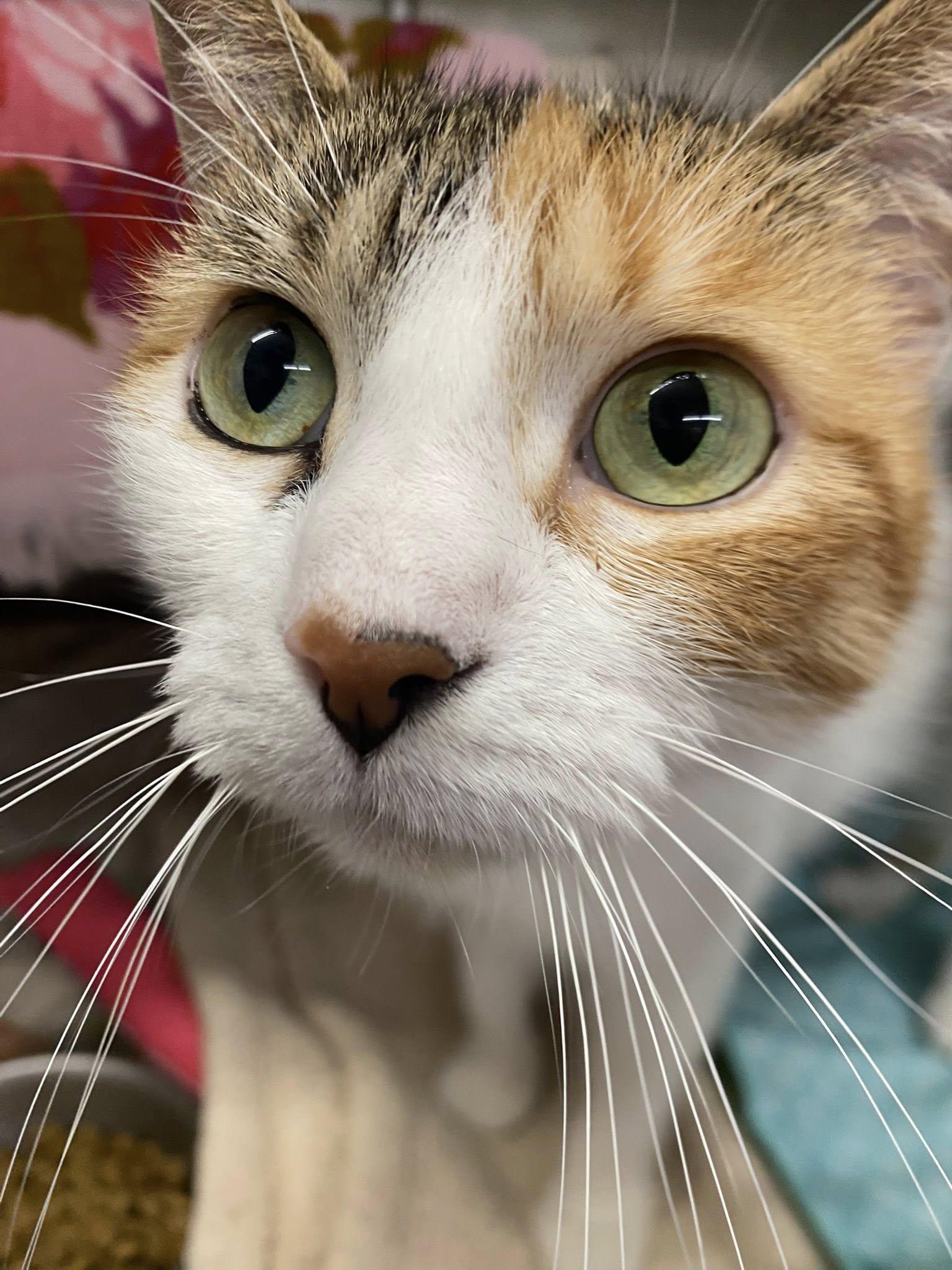 Asher, Adoptable, Adult Female Domestic Short Hair & Domestic Short Hair.