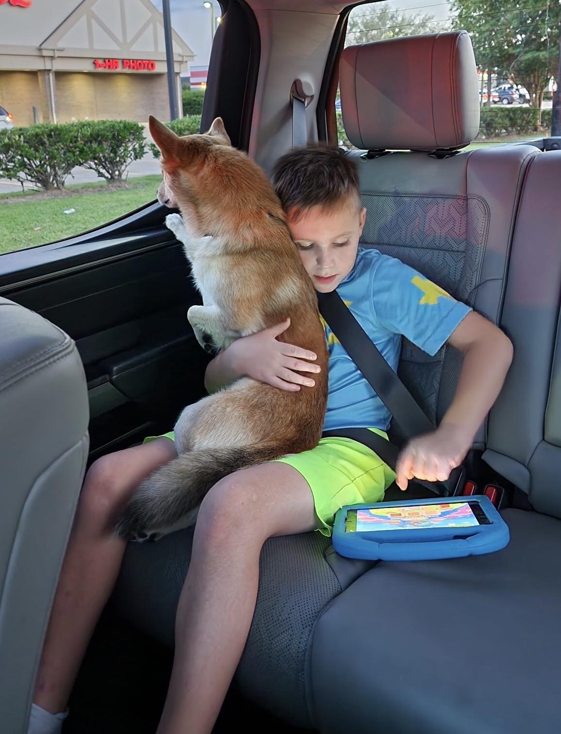 Lil Man, a Adopted mixed breed in Houston, TX image 2/6