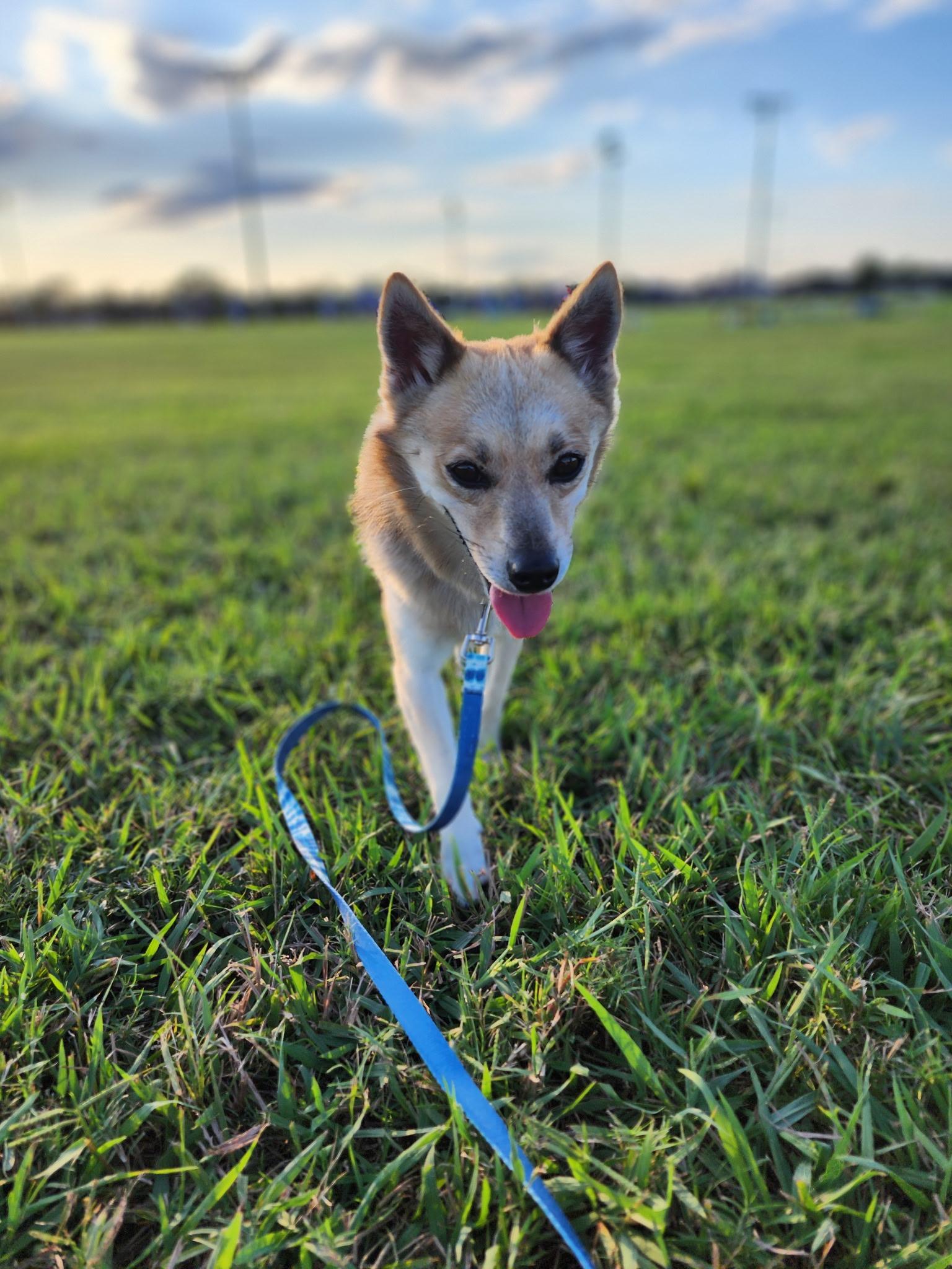 Lil Man, a Adopted mixed breed in Houston, TX image 3/6