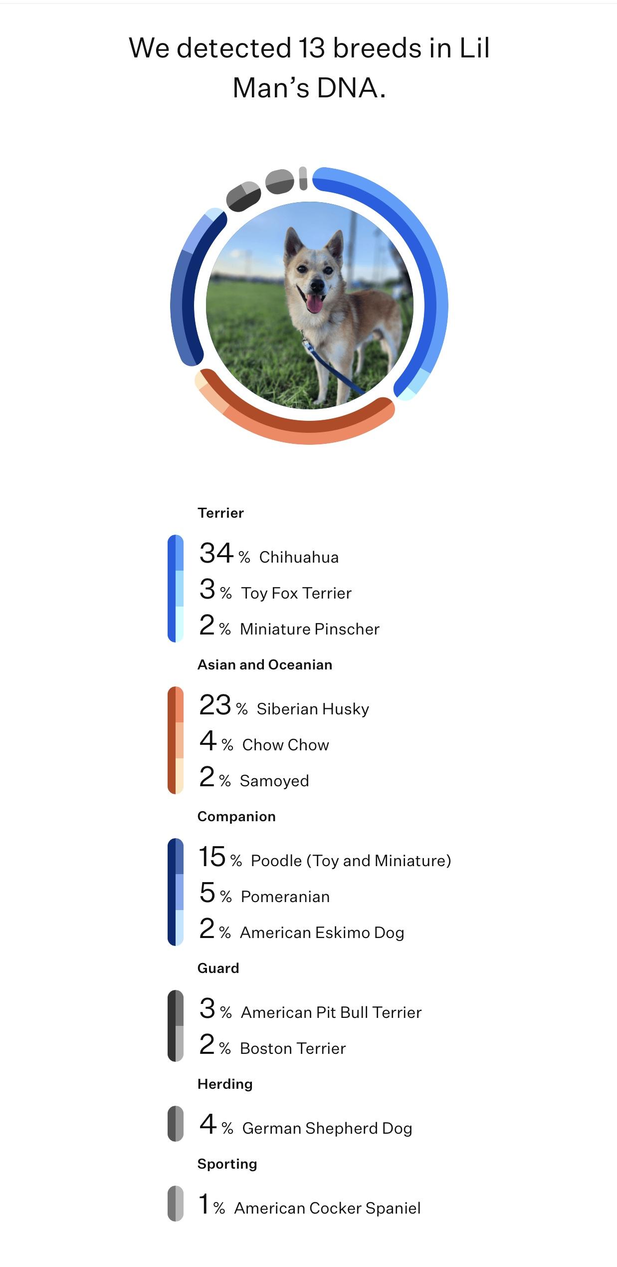 Lil Man, a Adopted mixed breed in Houston, TX image 6/6