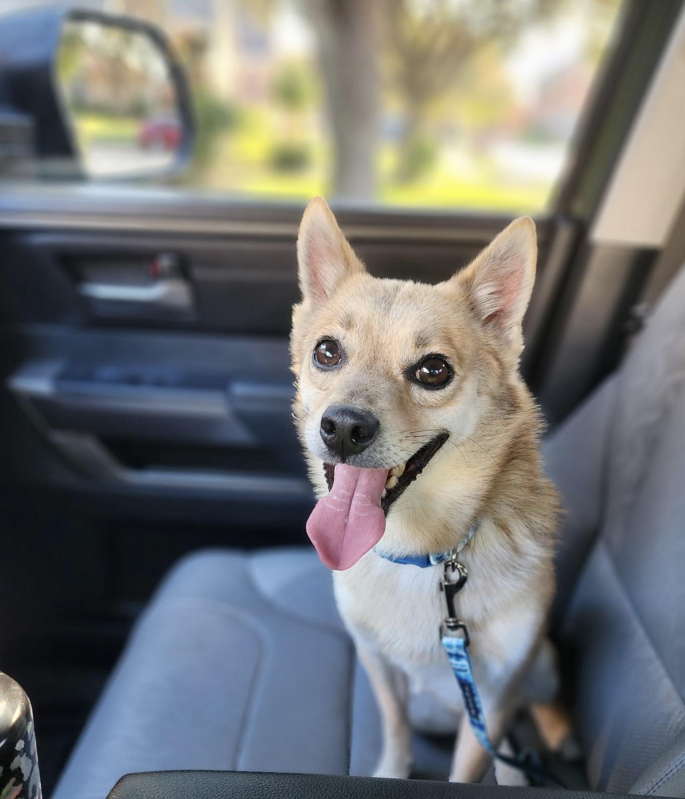 Lil Man, a Adopted mixed breed in Houston, TX image 5/6