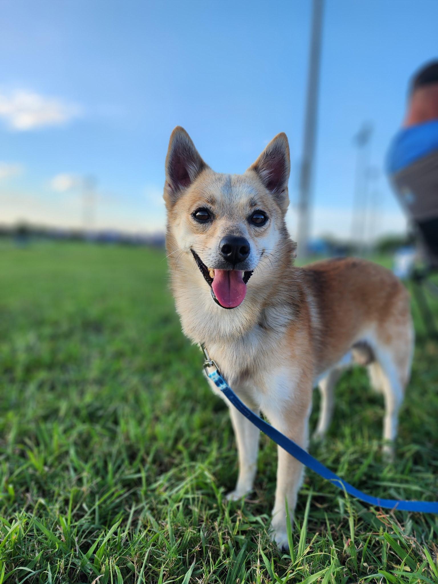 Lil Man, a Adopted mixed breed in Houston, TX image 1/6