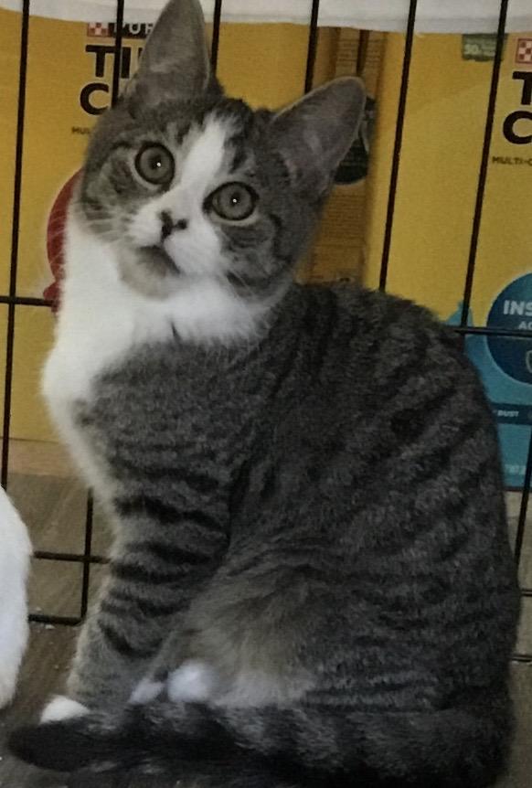 Gordon, adopted, Young Male Domestic Short Hair.