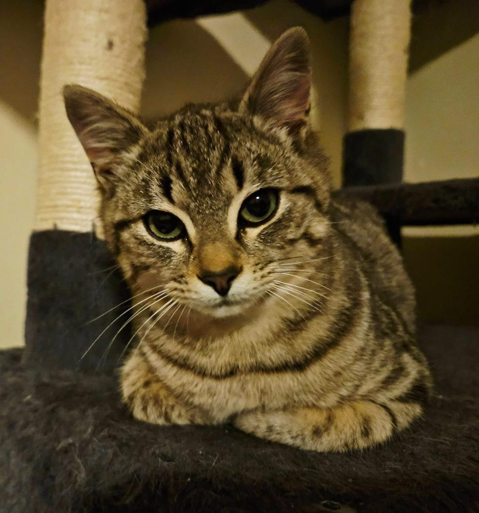 Enlarge Chicken Little, a Adoptable mixed breed in WARNER ROBINS, GA image 1/6