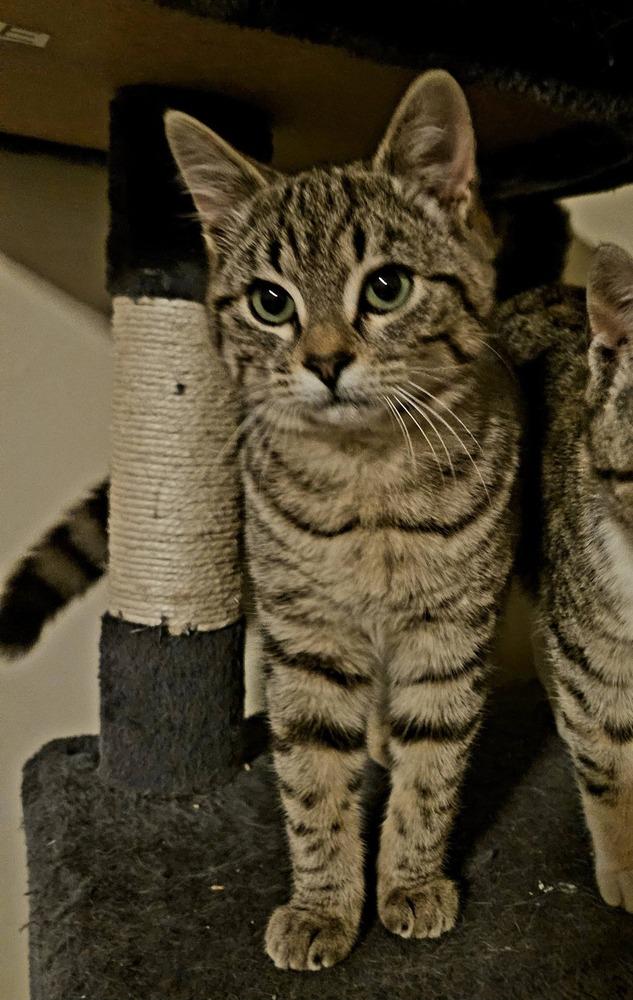 Enlarge Chicken Little, a Adoptable mixed breed in WARNER ROBINS, GA image 5/6