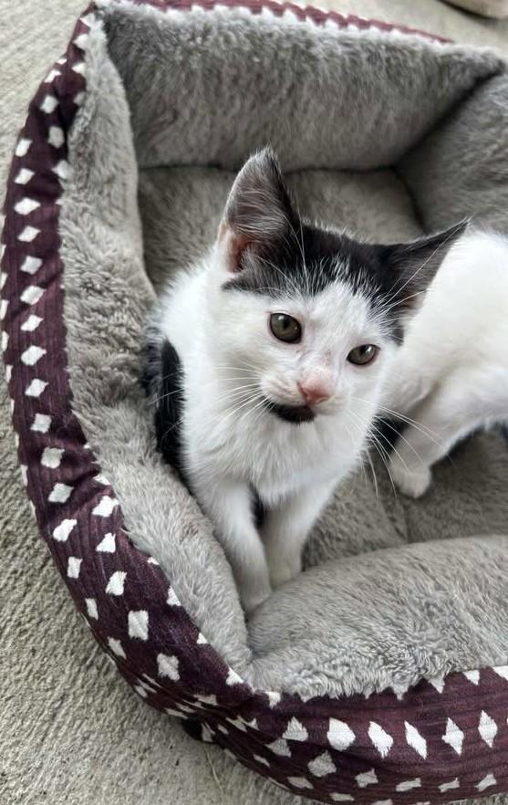 Vinnie, a Adopted Domestic Medium Hair in Inez, KY image 3/3