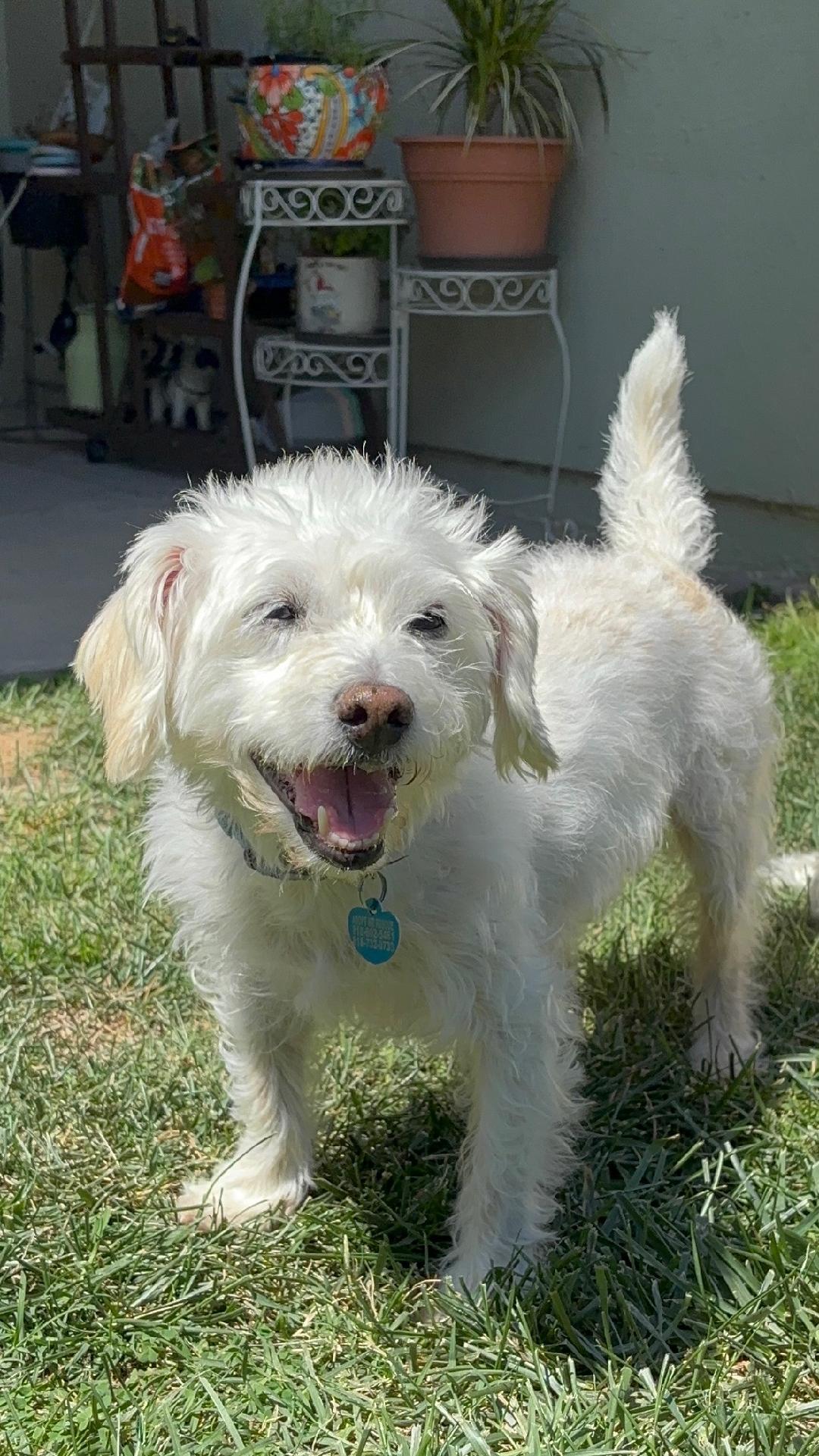 Peanut, ADOPTABLE, Senior Male Maltese.