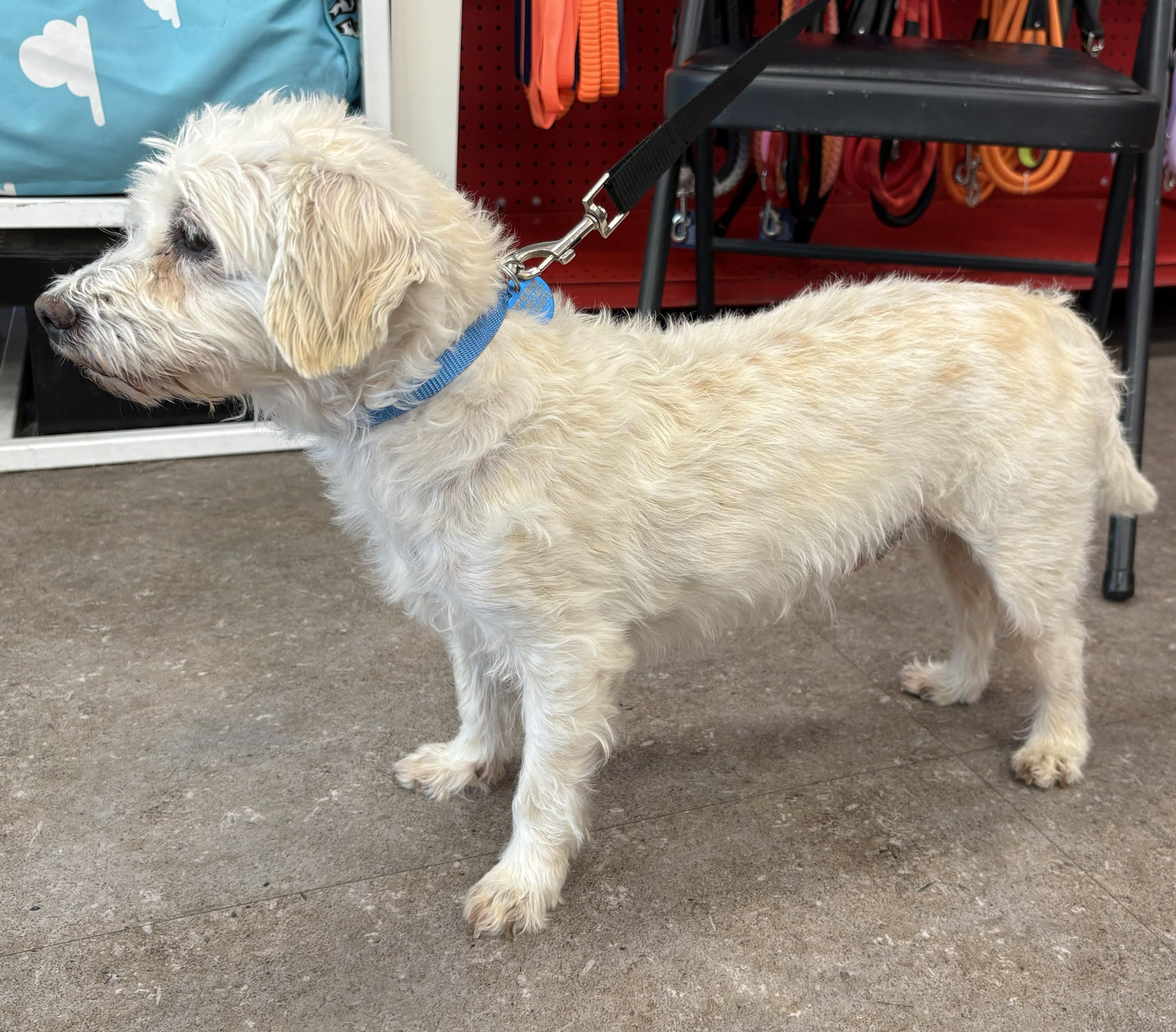 Enlarge Peanut, a ADOPTABLE Maltese in Westlake Village, CA image 5/5