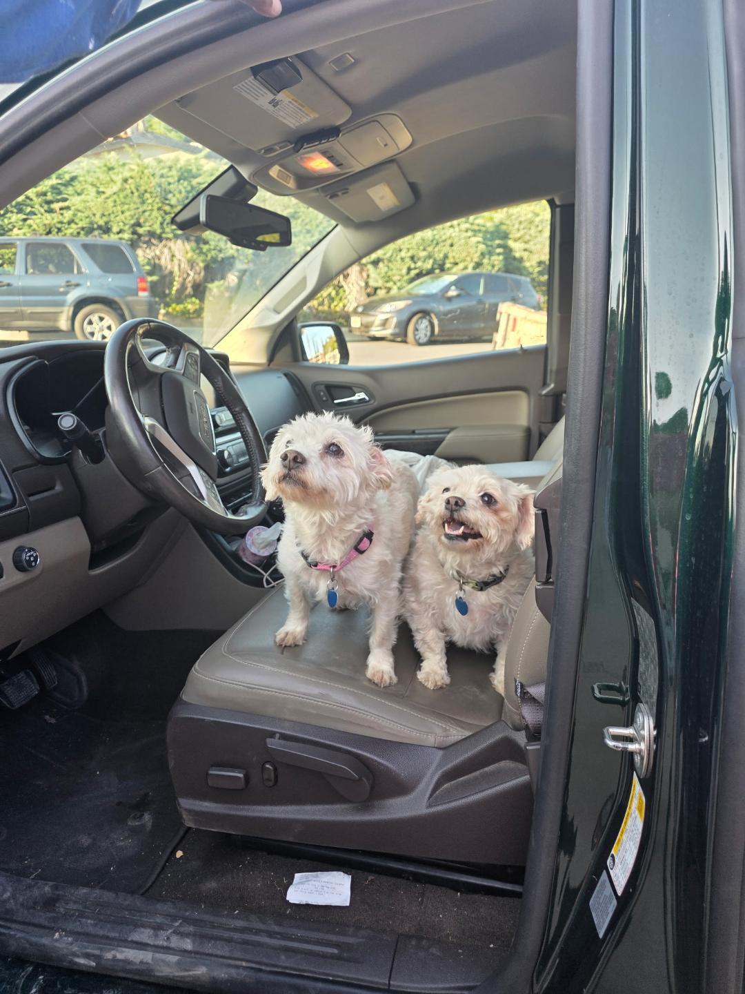 Enlarge Peanut, a ADOPTABLE Maltese in Westlake Village, CA image 4/5