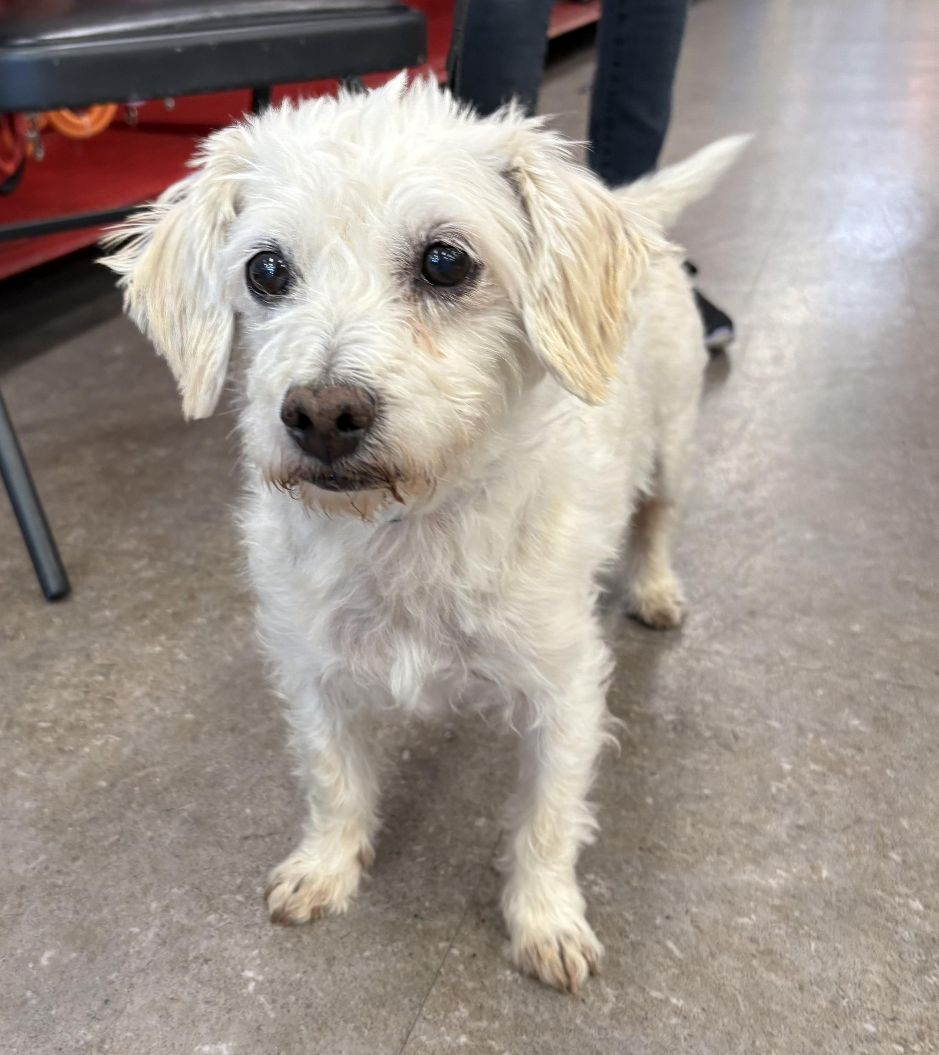 Enlarge Peanut, a ADOPTABLE Maltese in Westlake Village, CA image 3/5