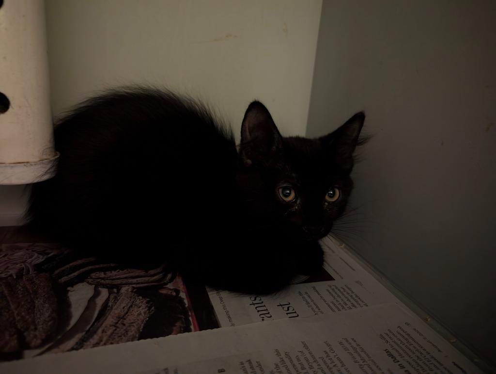 Apple Butter, Adoptable, Kitten Female Domestic Short Hair.