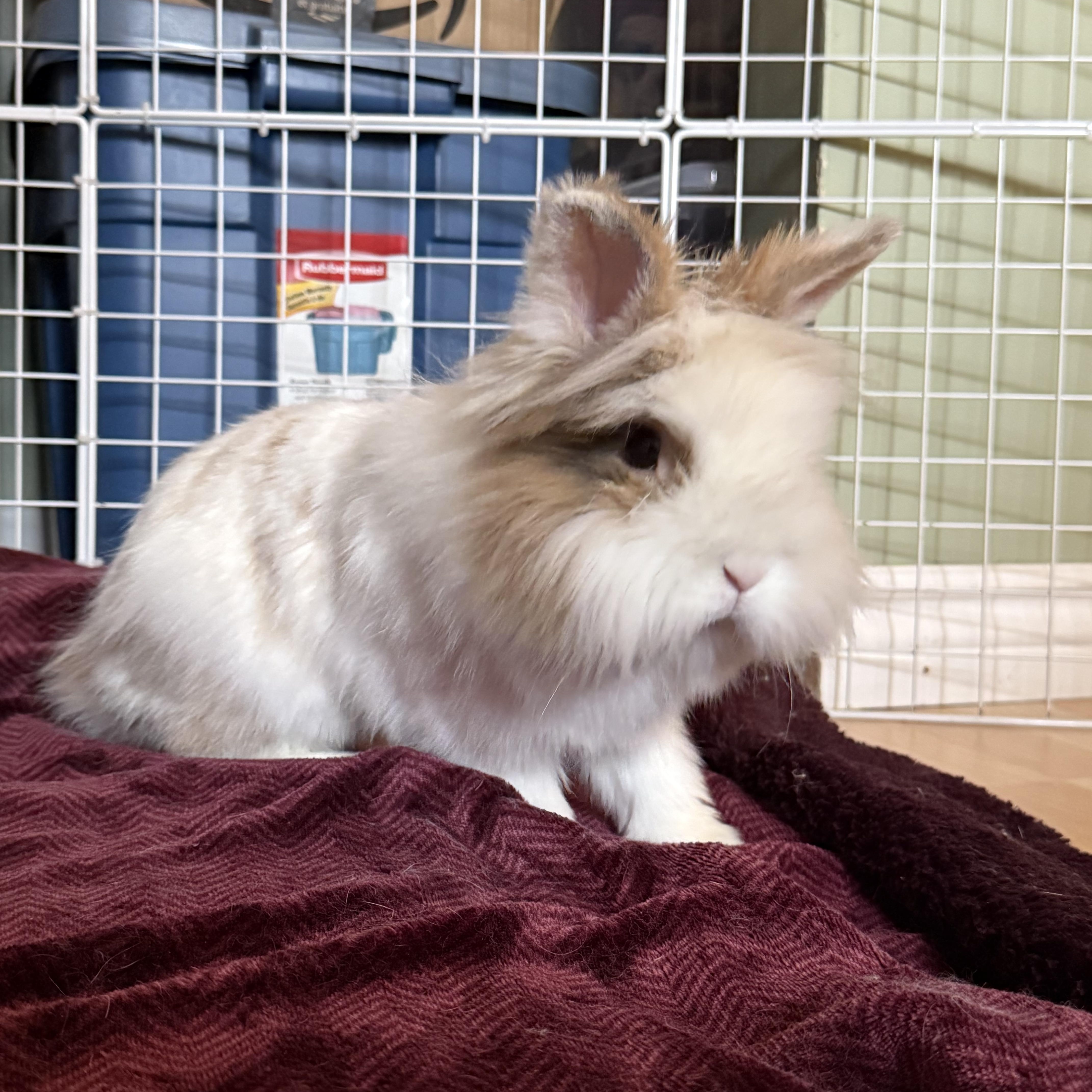 Louise, an adopted Bunny Rabbit in Cambridge, ON image 2/6