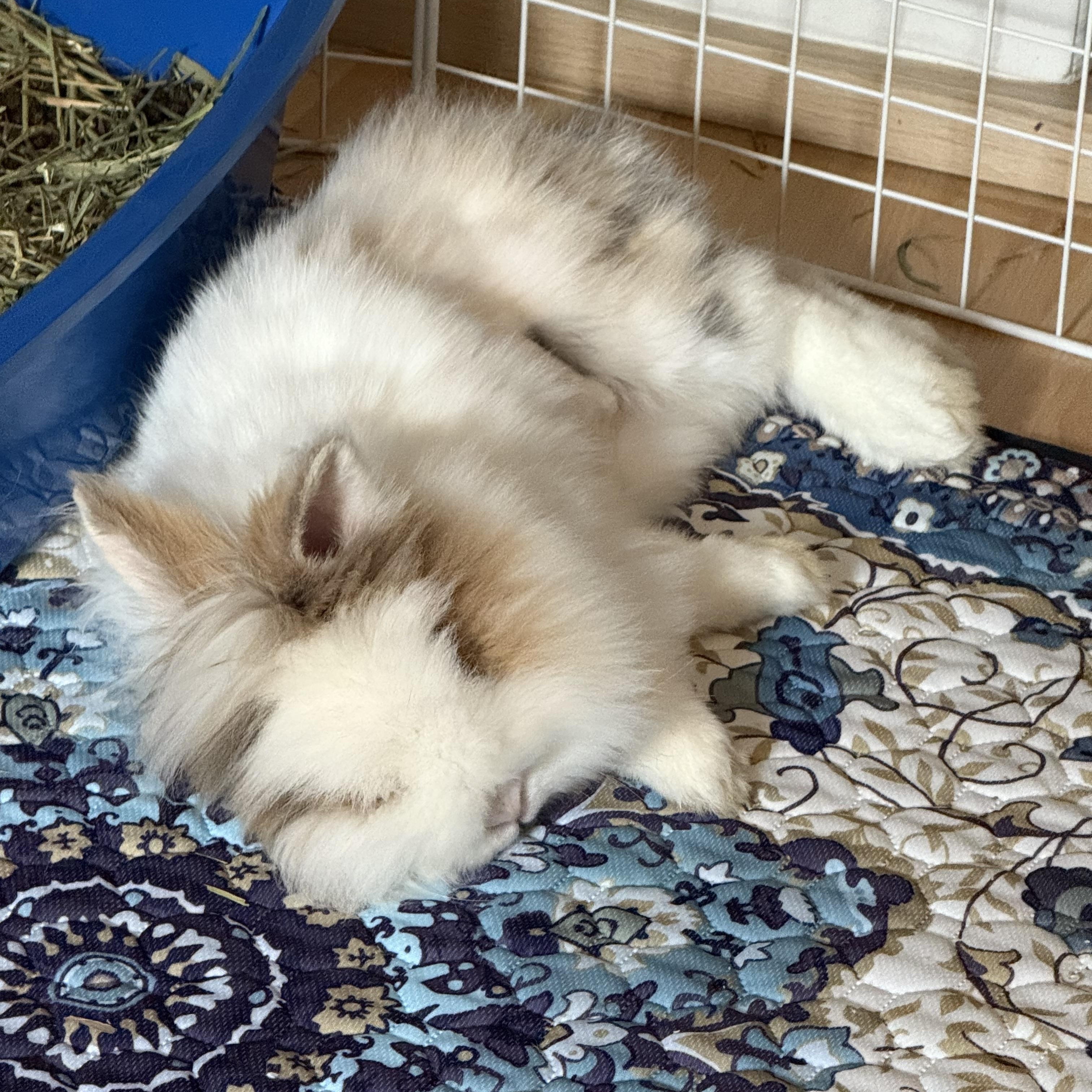 Louise, an adopted Bunny Rabbit in Cambridge, ON image 3/6