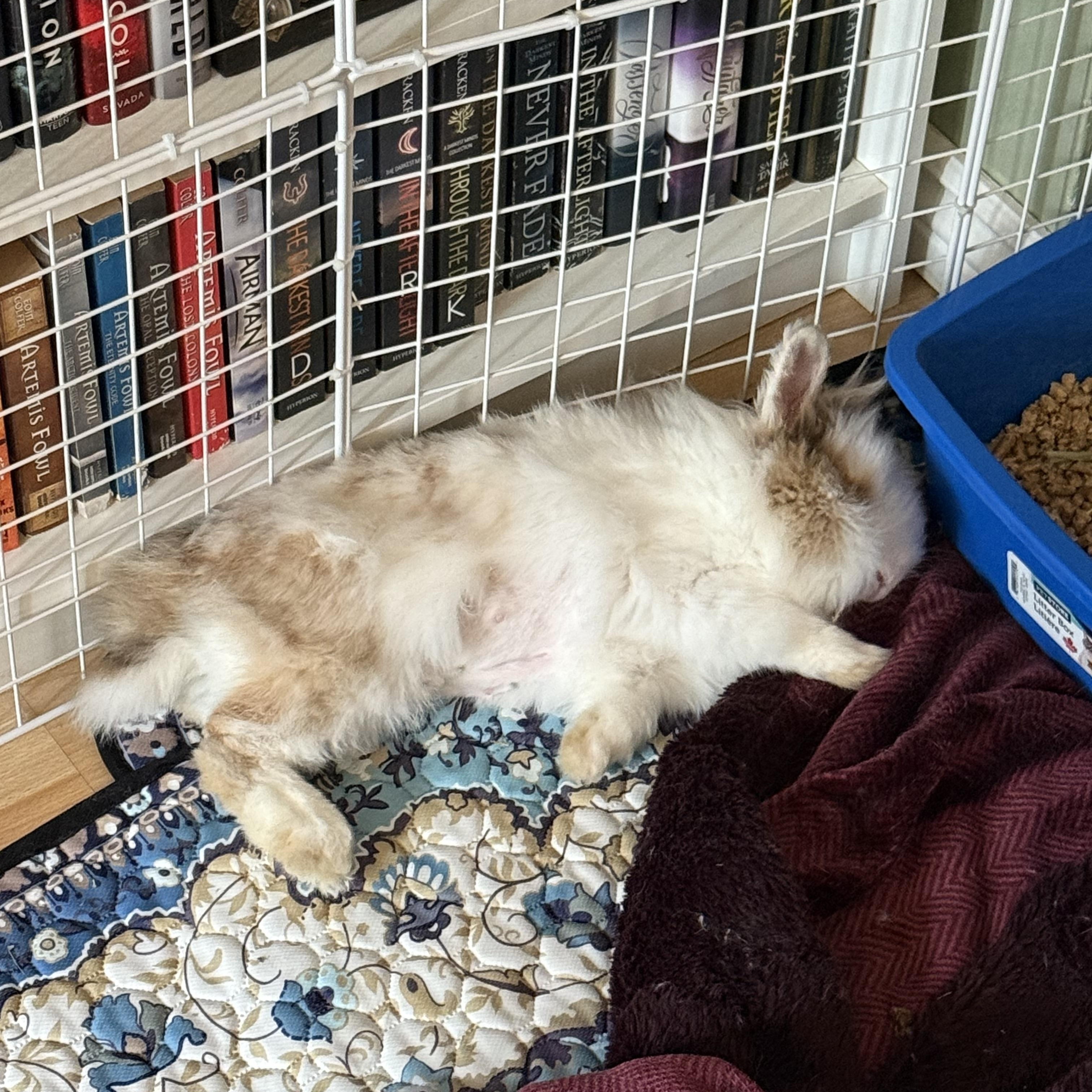 Louise, an adopted Bunny Rabbit in Cambridge, ON image 5/6