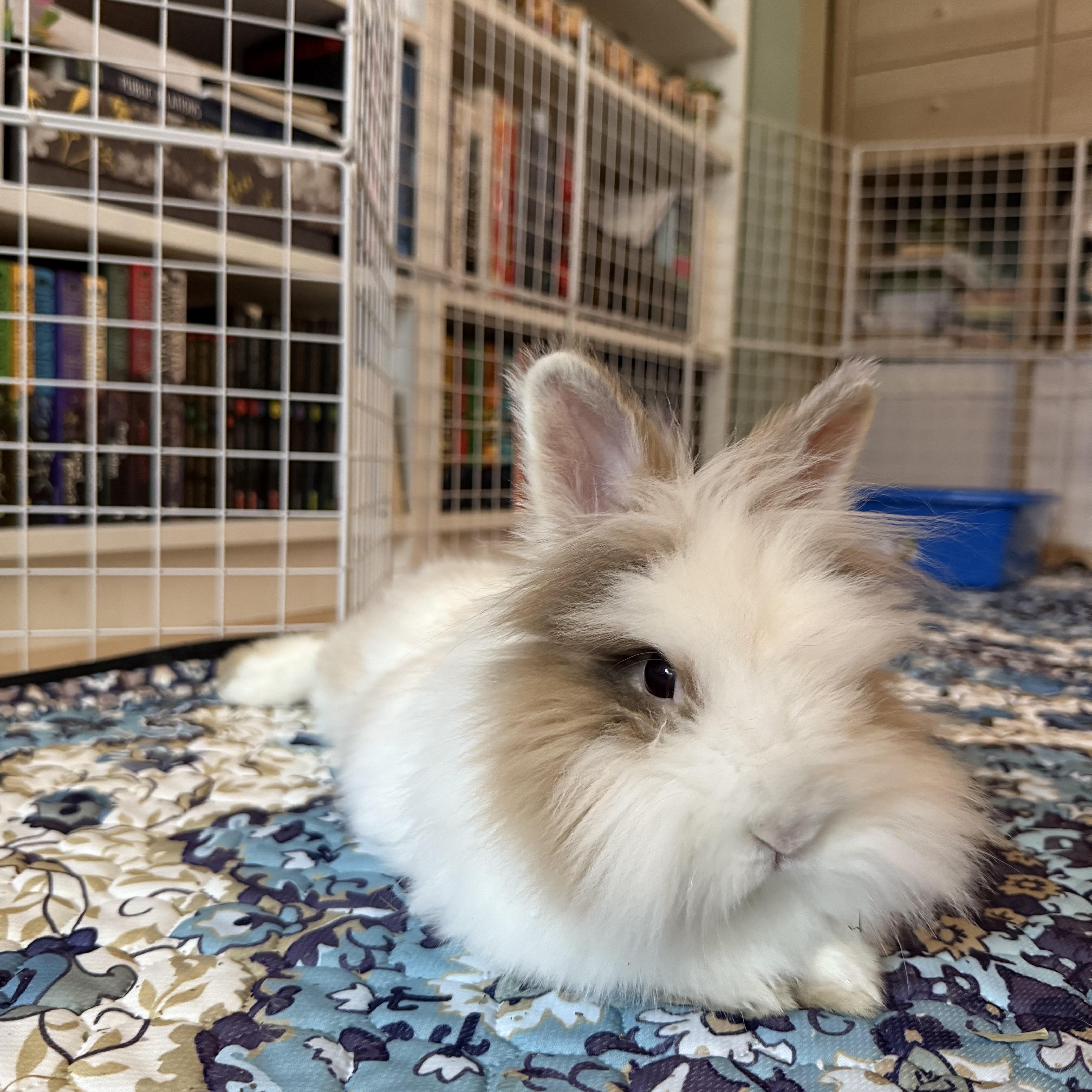 Louise, an adopted Bunny Rabbit in Cambridge, ON image 6/6