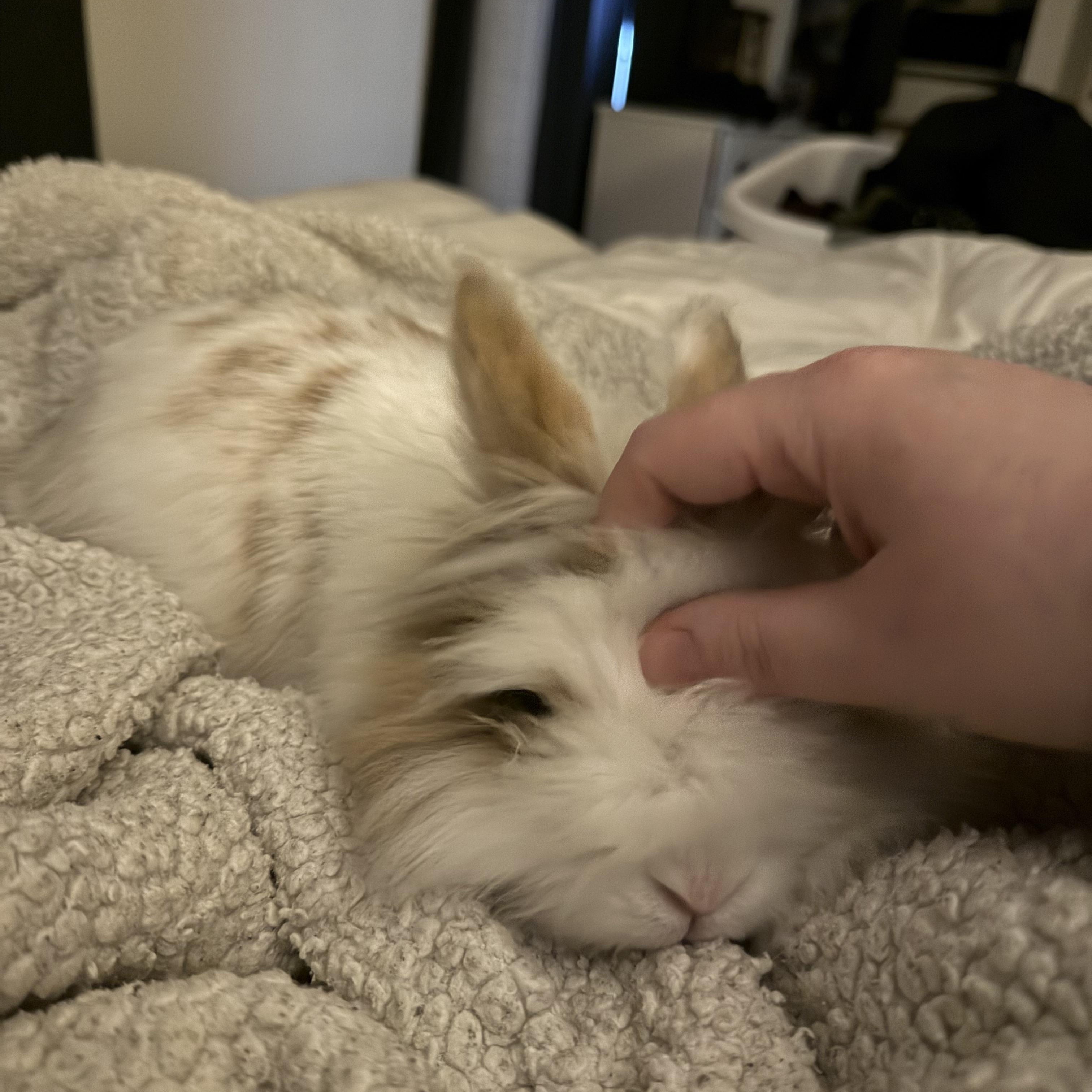 Louise, an adopted Bunny Rabbit in Cambridge, ON image 4/6