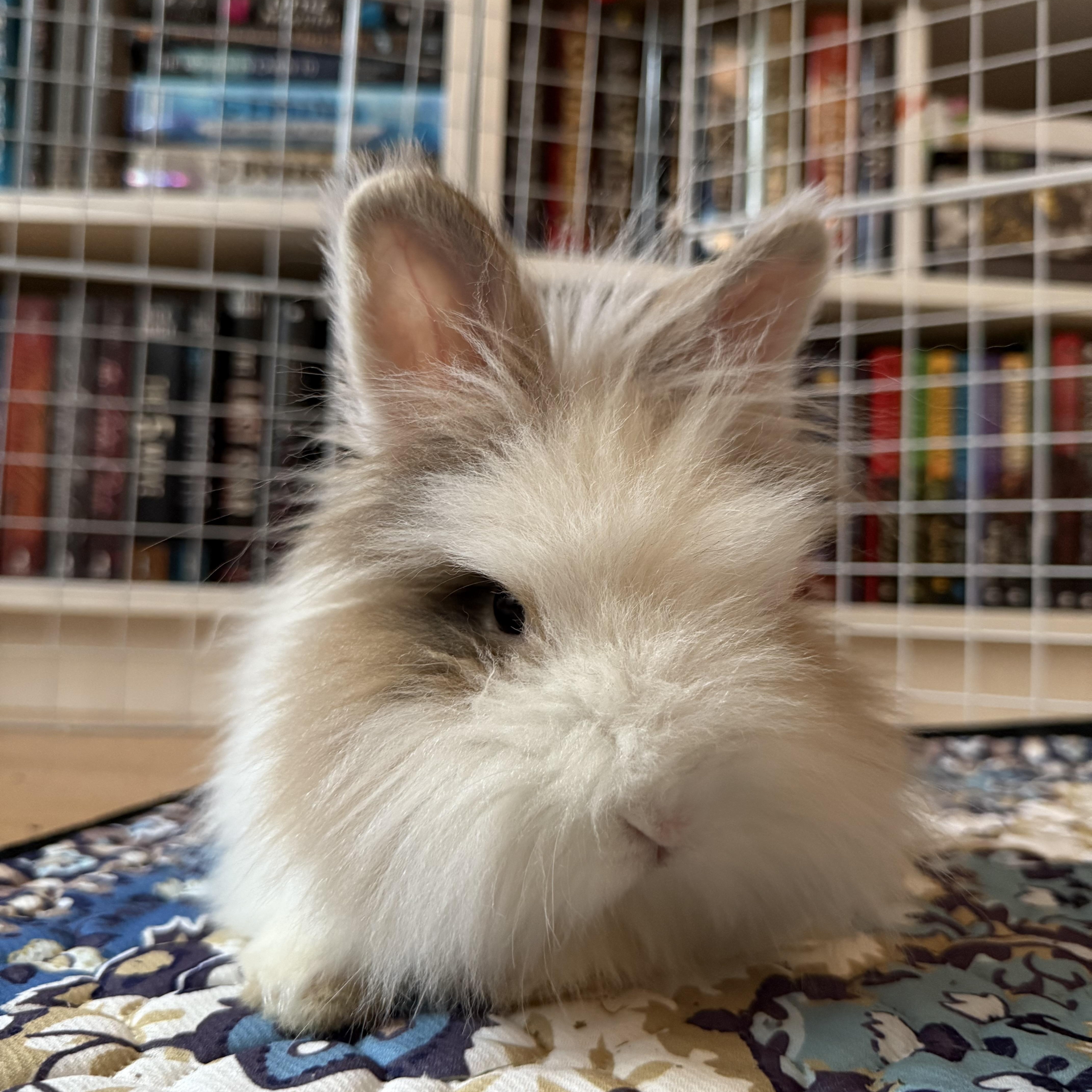 Louise, an adopted Bunny Rabbit in Cambridge, ON image 1/6
