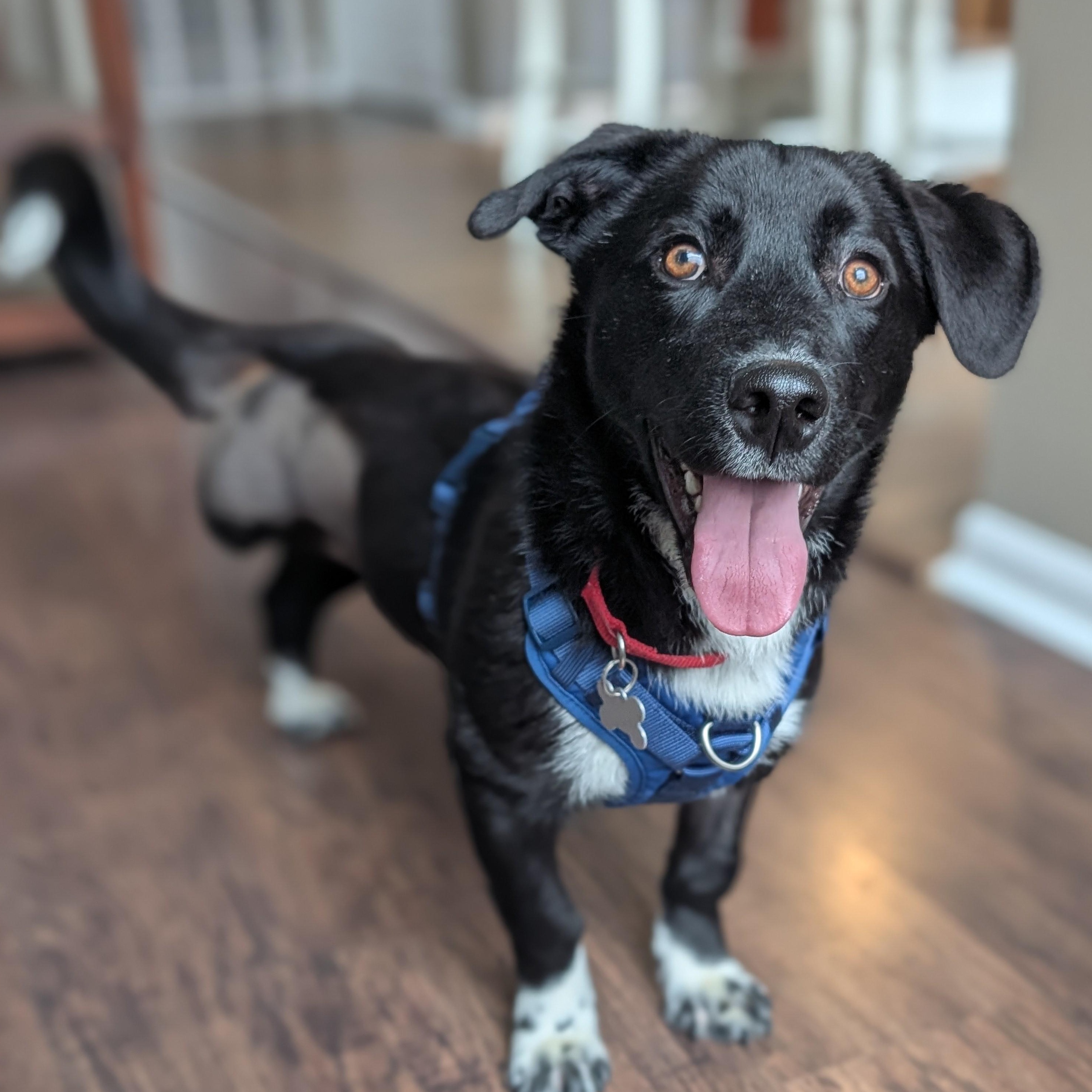 Monaco, adoptable, Young Male Corgi & Retriever.