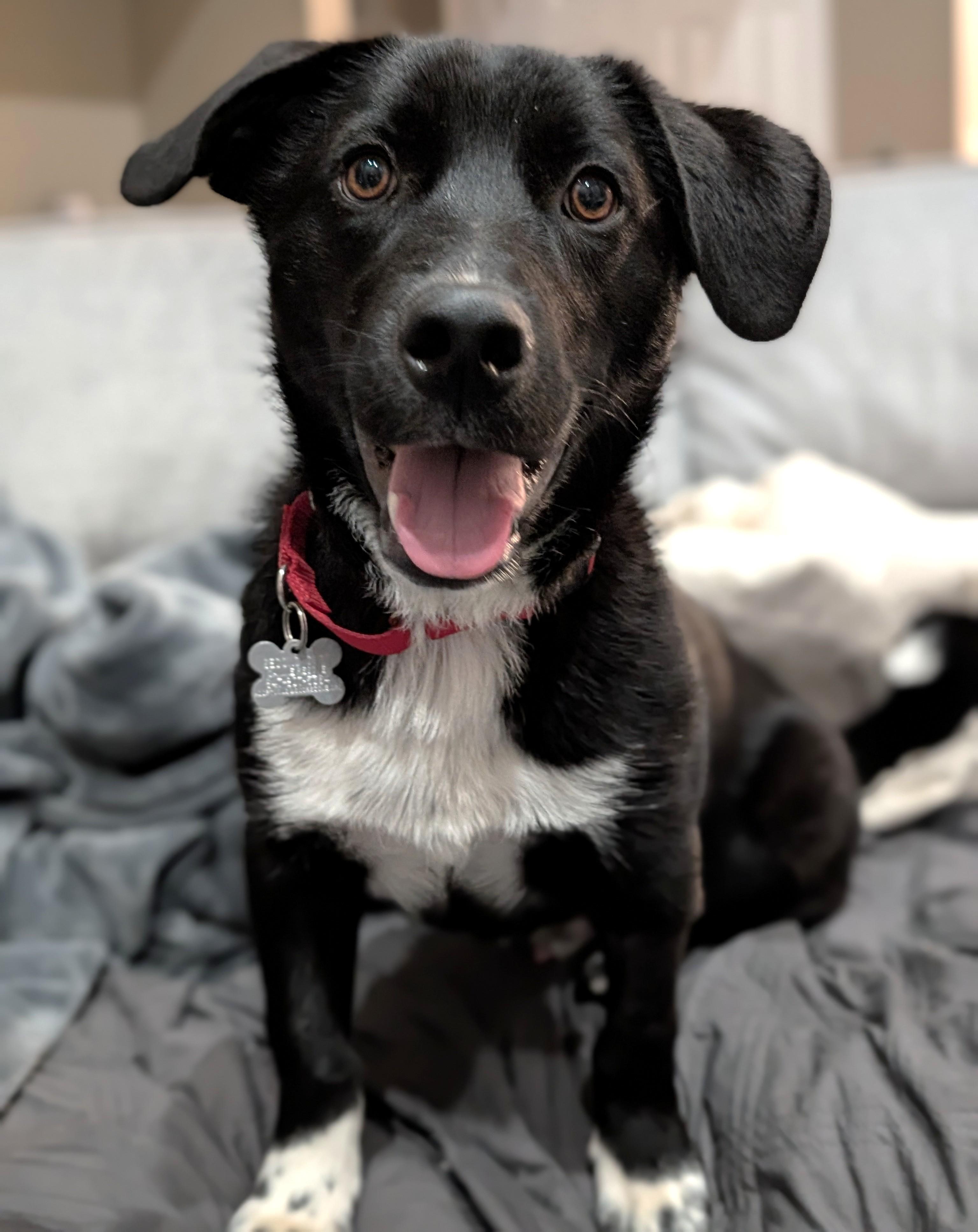 Monaco, an adoptable mixed breed in Palatine, IL image 3/6