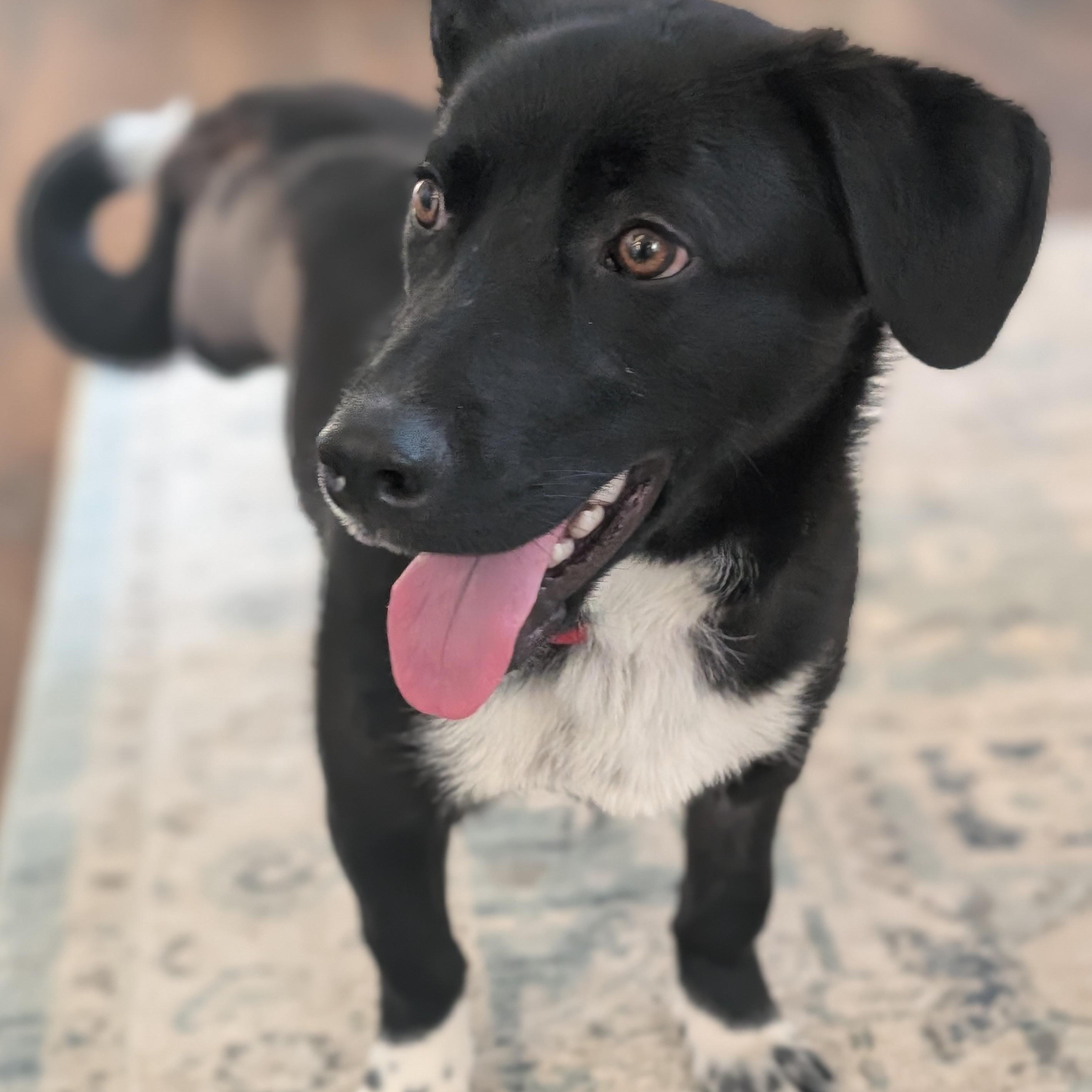 Monaco, an adoptable mixed breed in Palatine, IL image 4/6