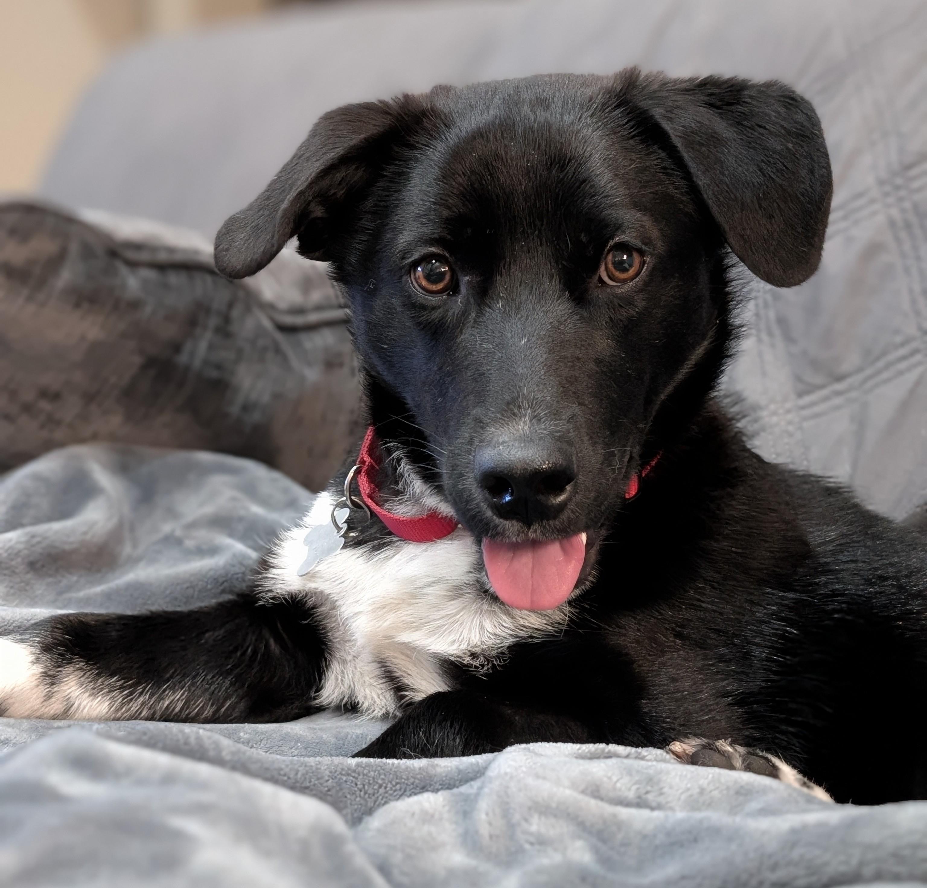 Monaco, an adoptable mixed breed in Palatine, IL image 2/6