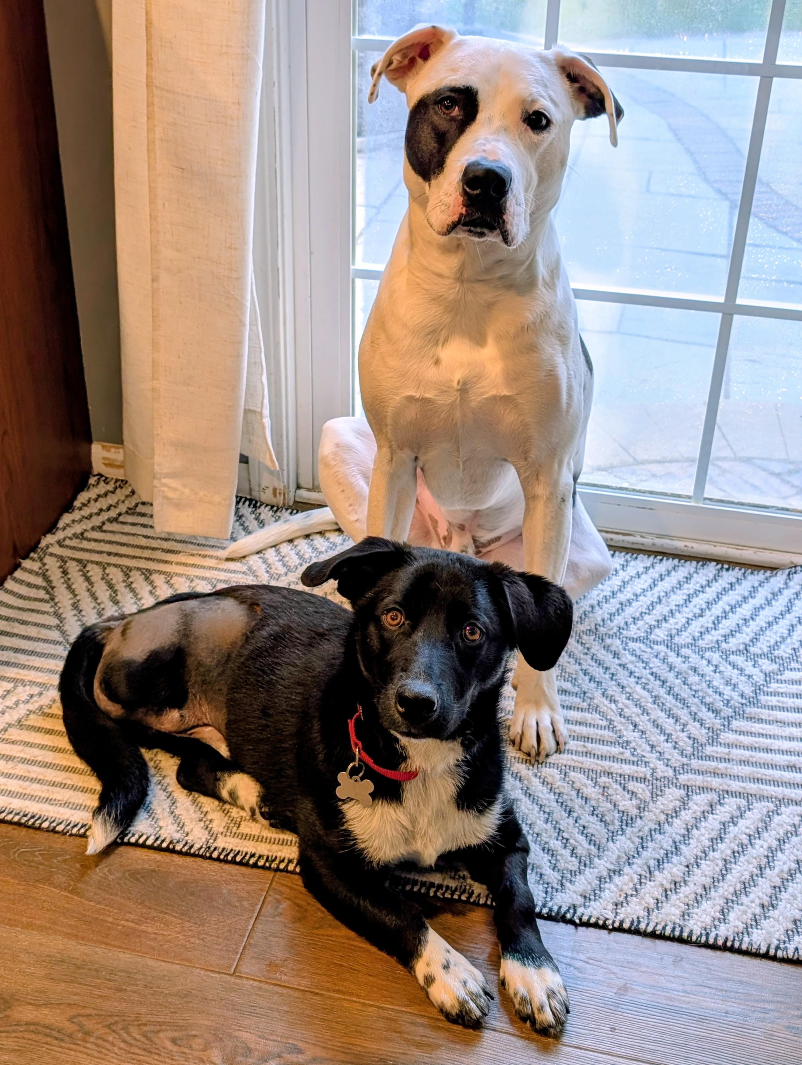 Monaco, an adoptable mixed breed in Palatine, IL image 5/6