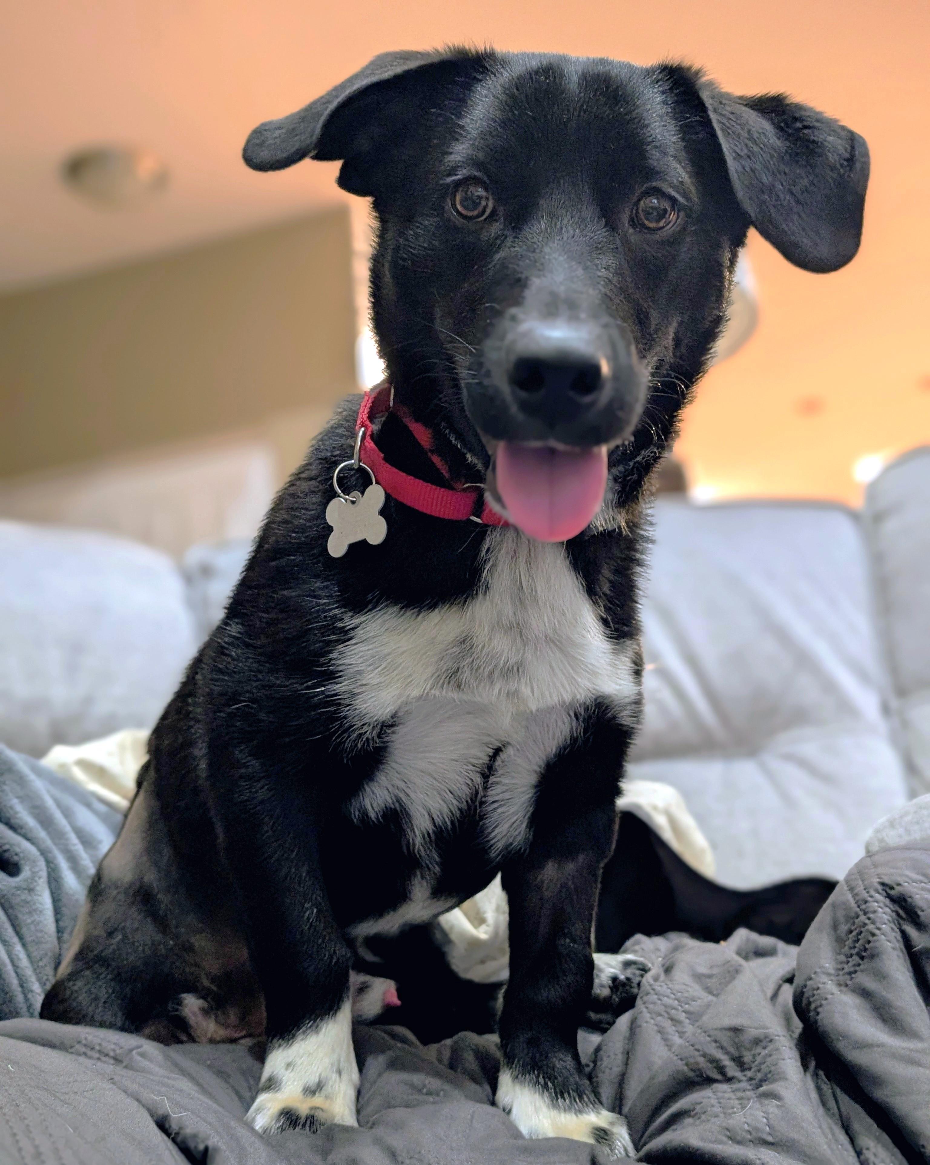 Monaco, an adoptable mixed breed in Palatine, IL image 6/6