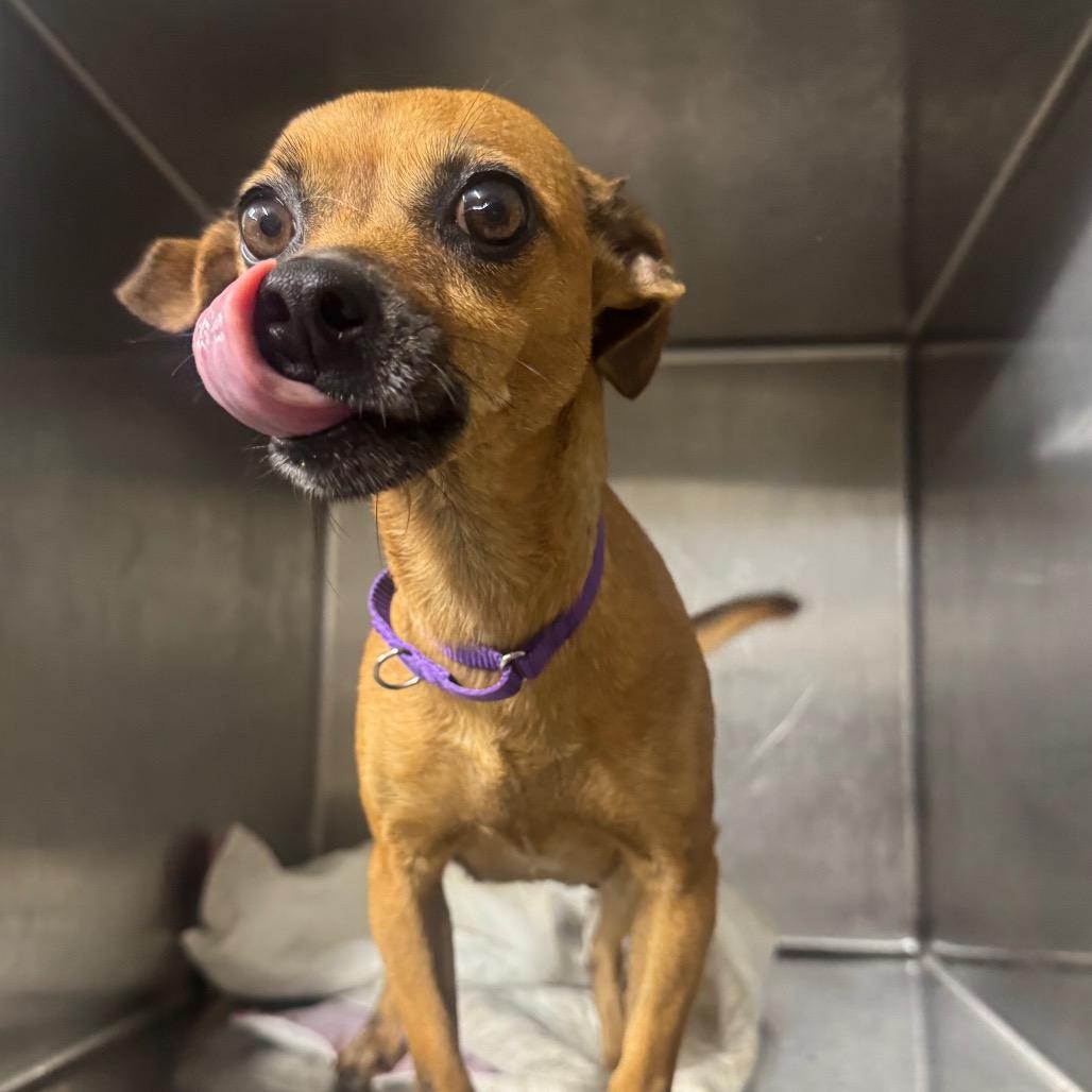 Sofia, a Adoptable Chihuahua in Katy, TX image 1/6