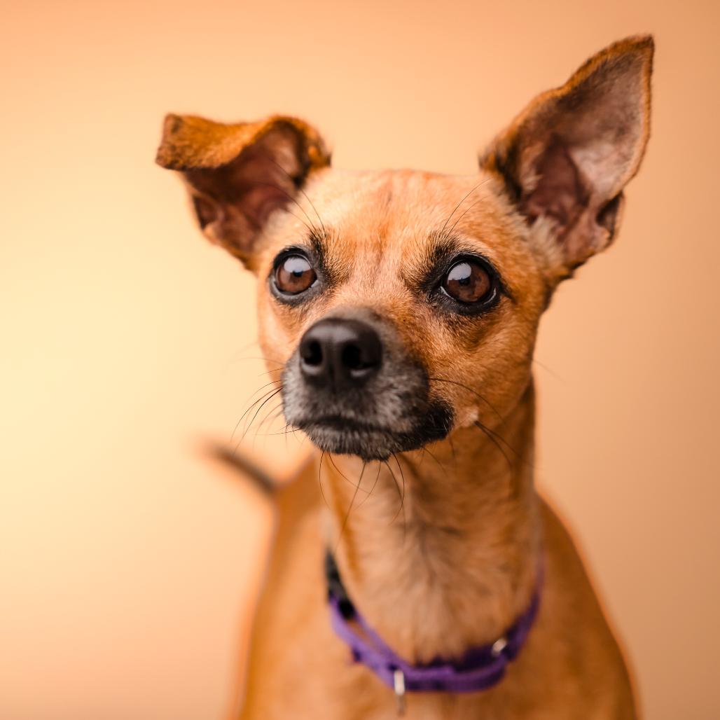Sofia, a Adoptable Chihuahua in Katy, TX image 2/6